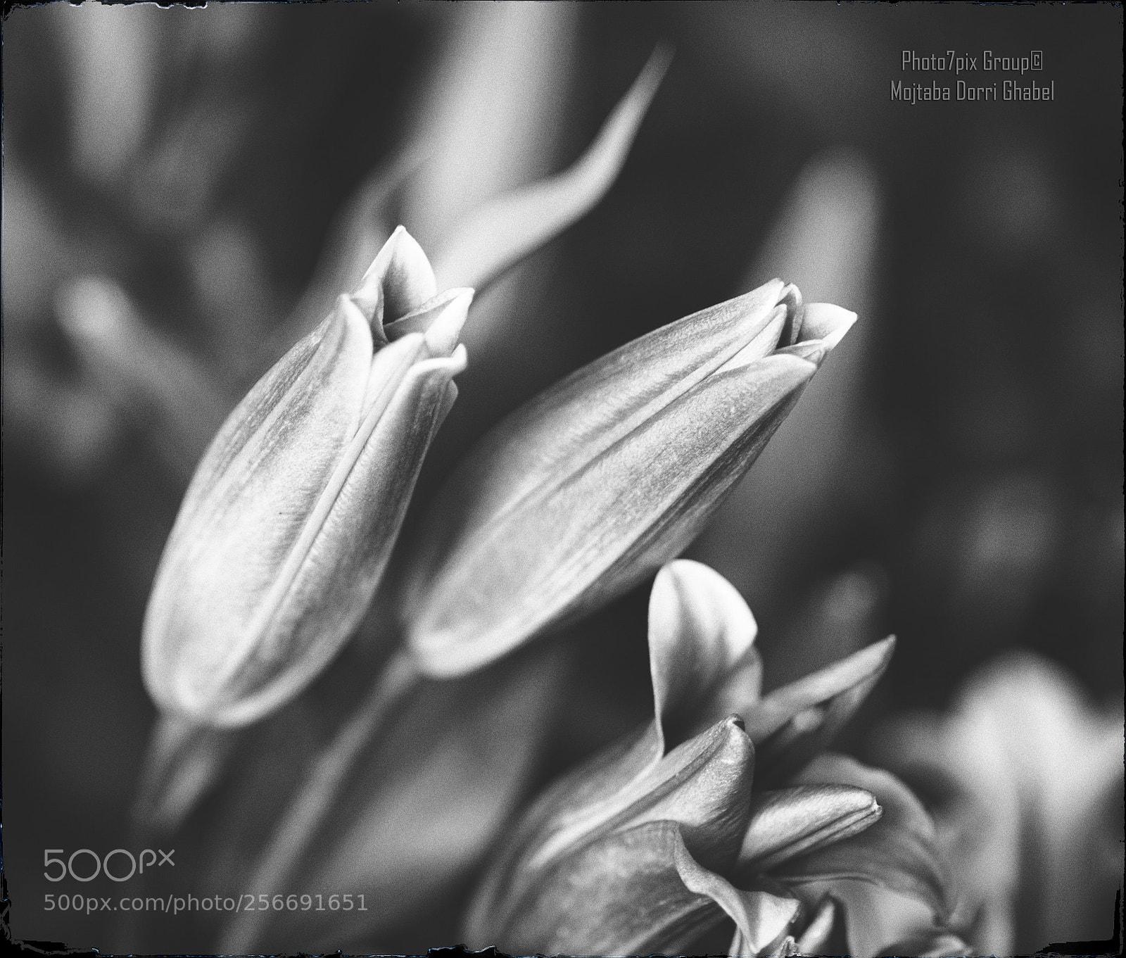 Nikon D810 sample photo. No color floral photography