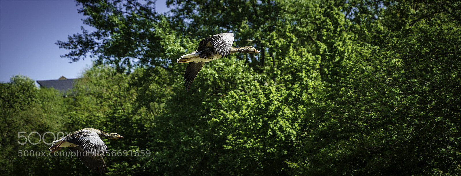 Sony a9 sample photo. Mallard in flight photography