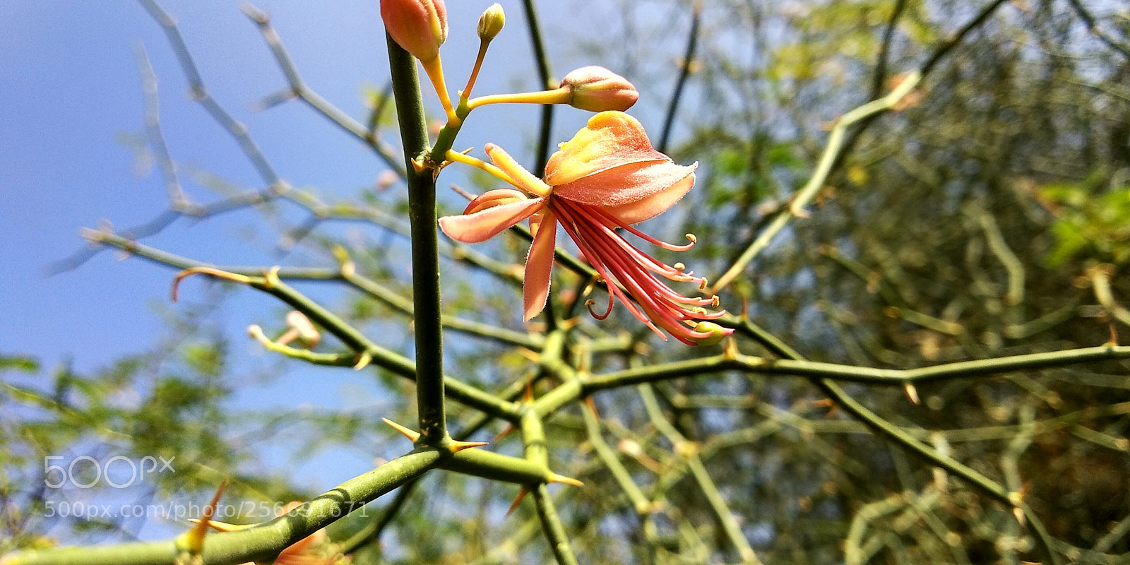 Xiaomi Redmi Note 5 sample photo. Hdr photography