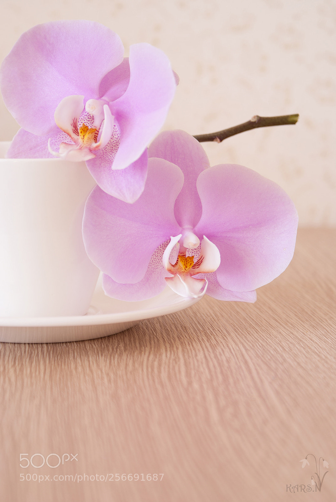 Sony Alpha DSLR-A200 sample photo. Orchid photography