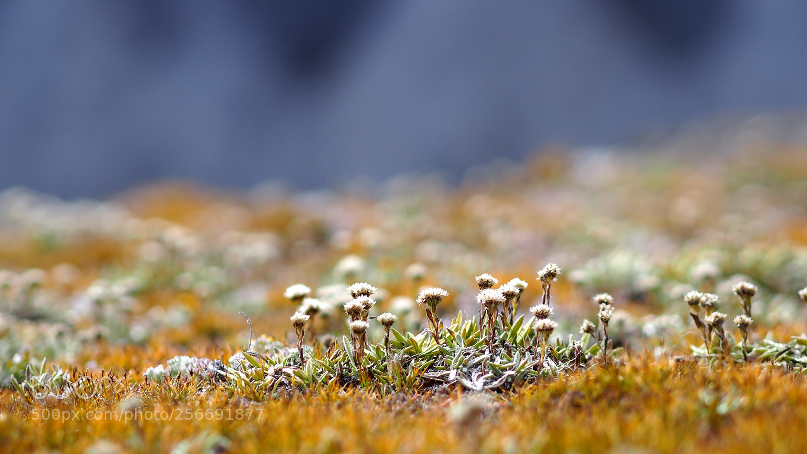 Olympus OM-D E-M5 sample photo. 西藏印象之四-珠峰东坡徒步 photography