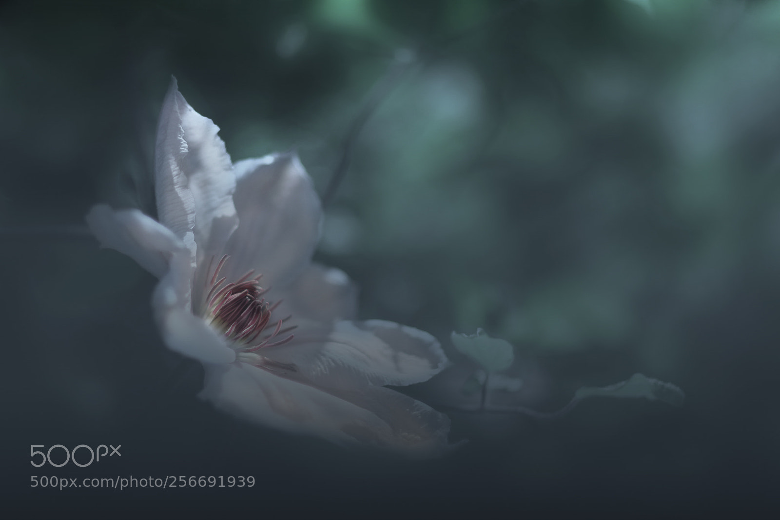 Canon EOS 80D sample photo. Bloom photography