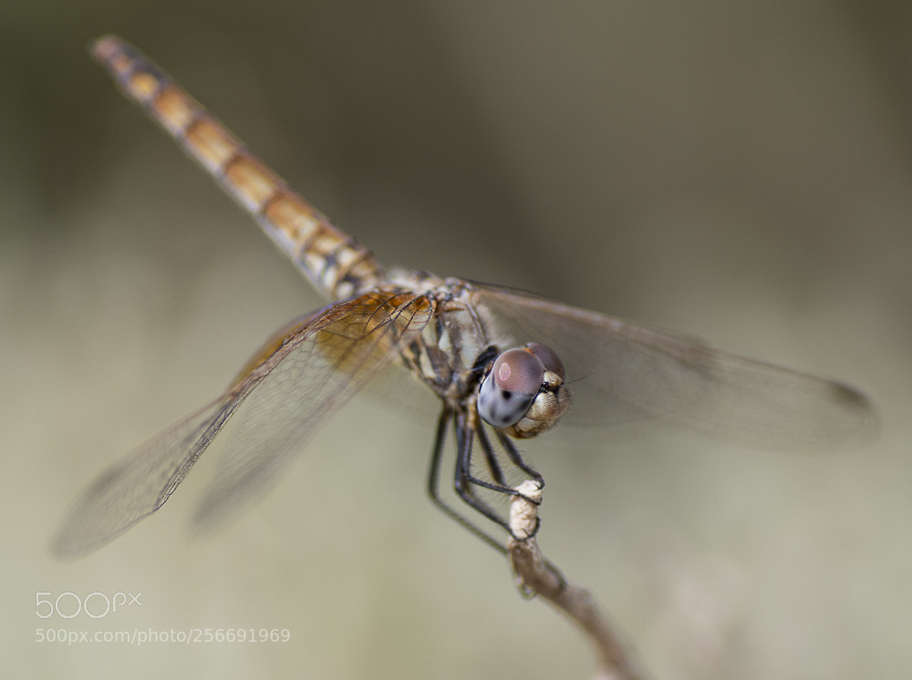 Nikon D850 sample photo. Dragon fly photography