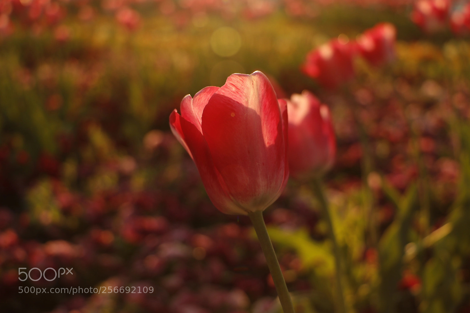 Canon EOS 80D sample photo. Untitled photography