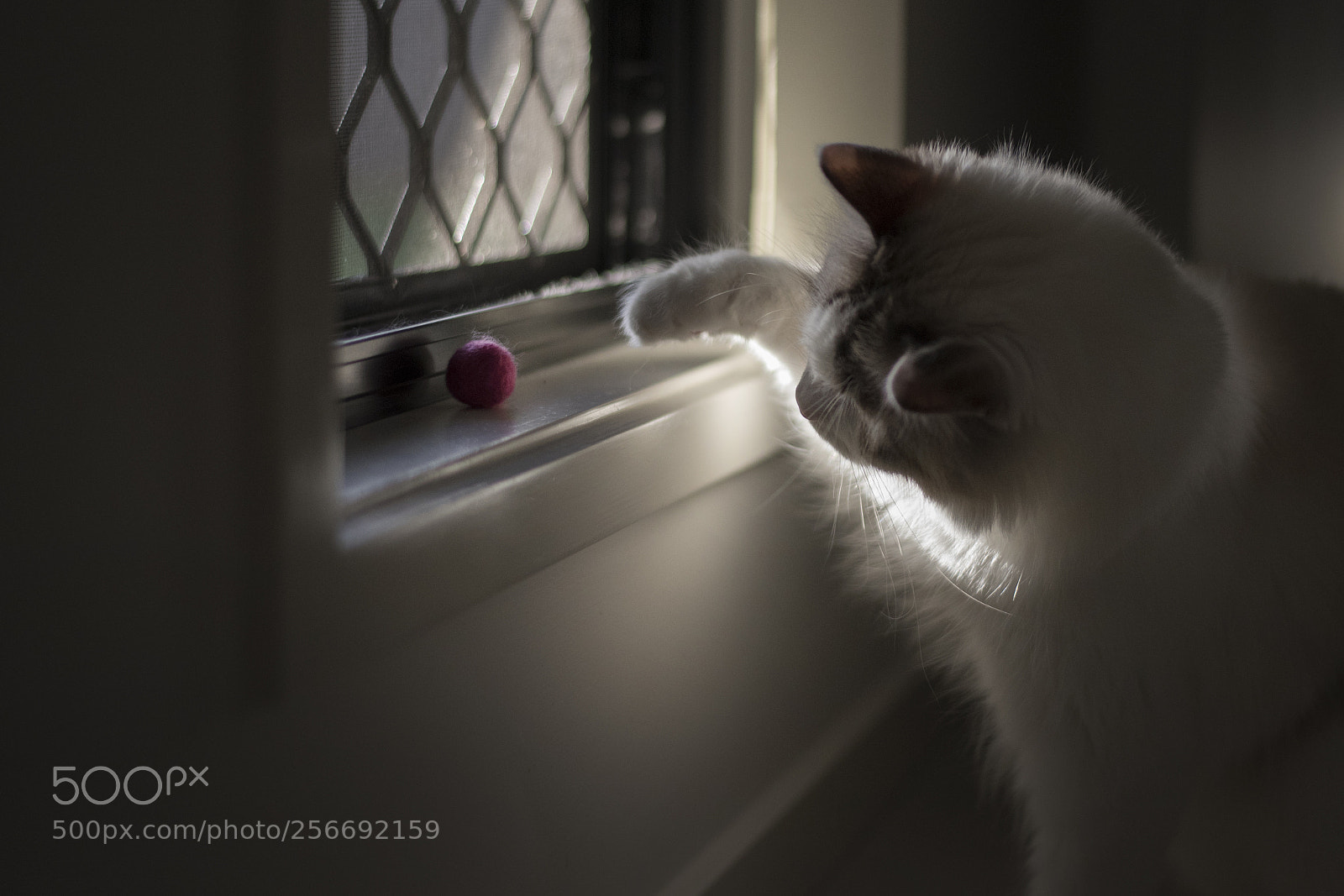 Nikon D750 sample photo. There are games afoot photography