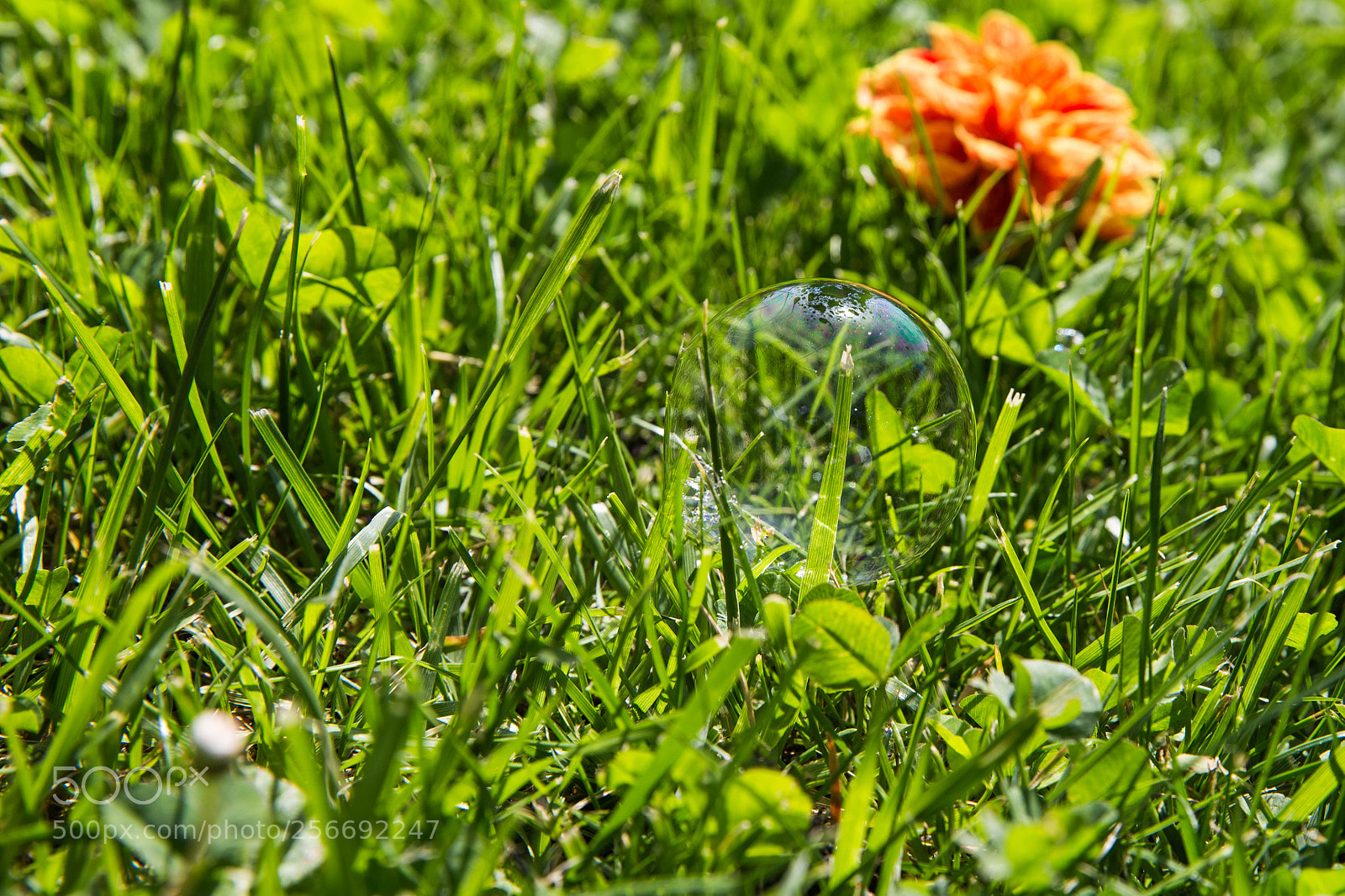 Canon EOS 6D sample photo. Simply ... grass photography