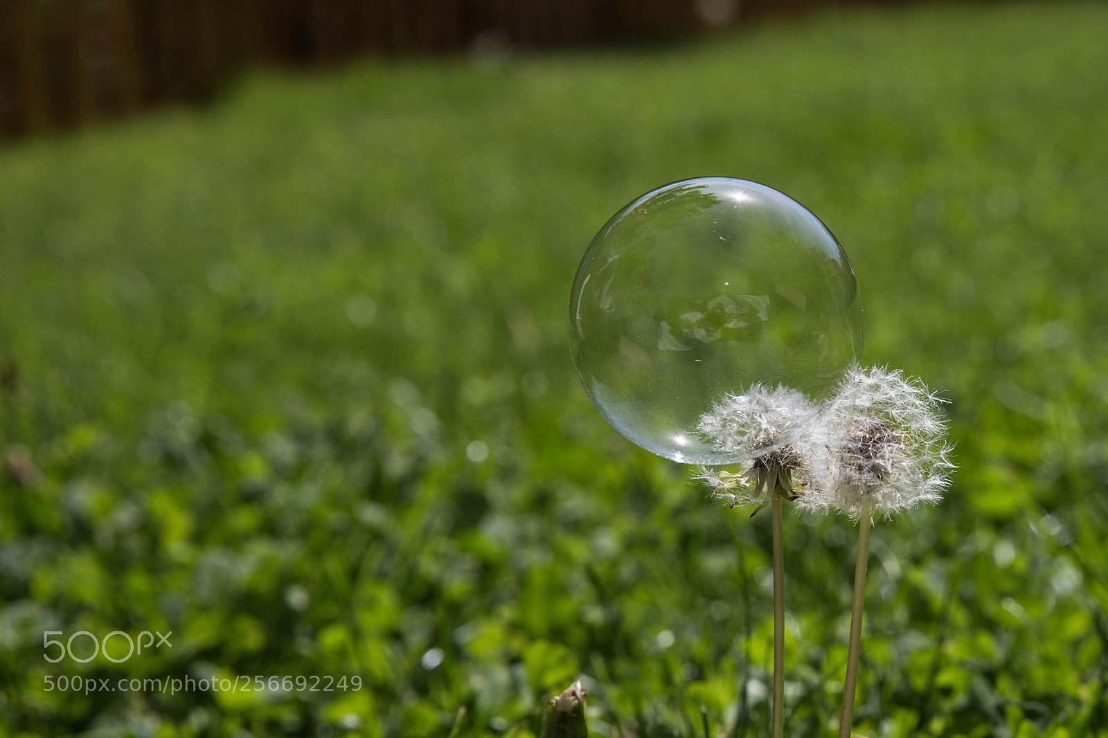 Canon EOS 6D sample photo. Simply ... grass photography