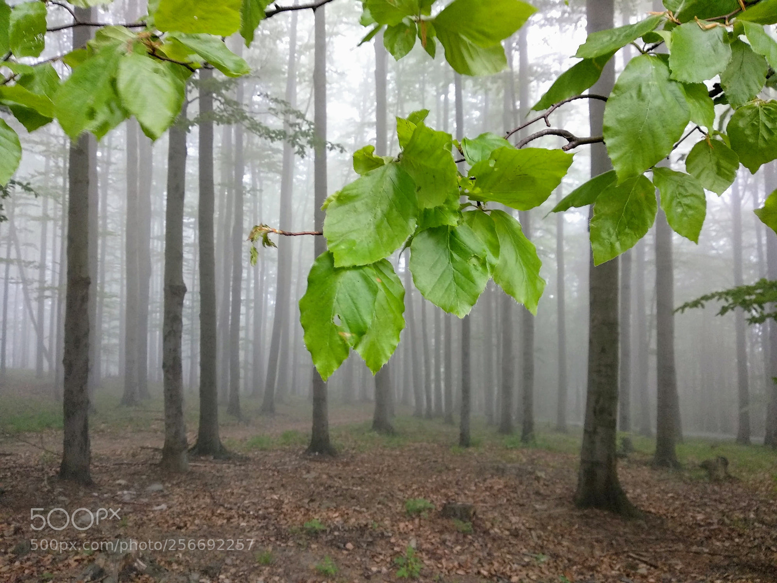 Xiaomi Mi A1 sample photo. Misty photography