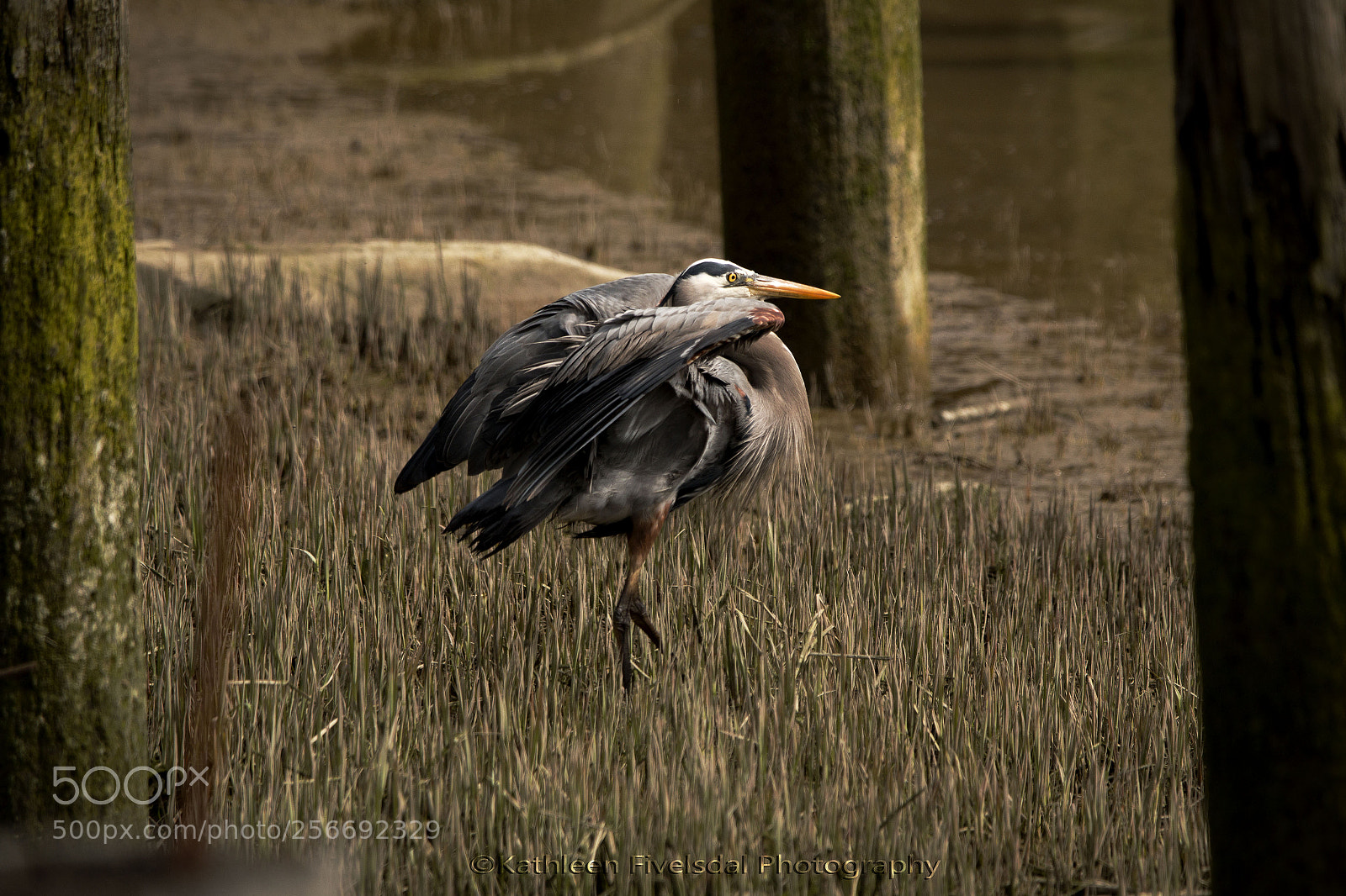 Canon EOS 70D sample photo. Heron photography