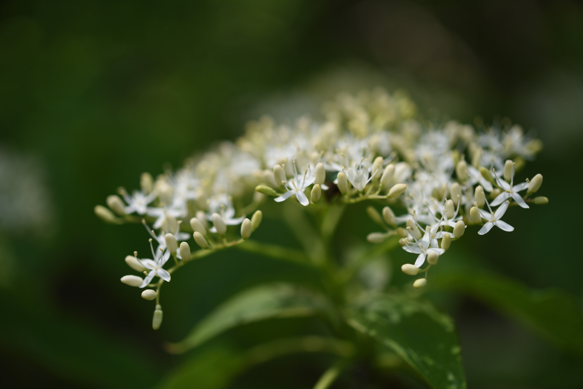 Nikon AF-S Micro-Nikkor 60mm F2.8G ED sample photo. ミズキ 白山・樹木公園 (2) photography