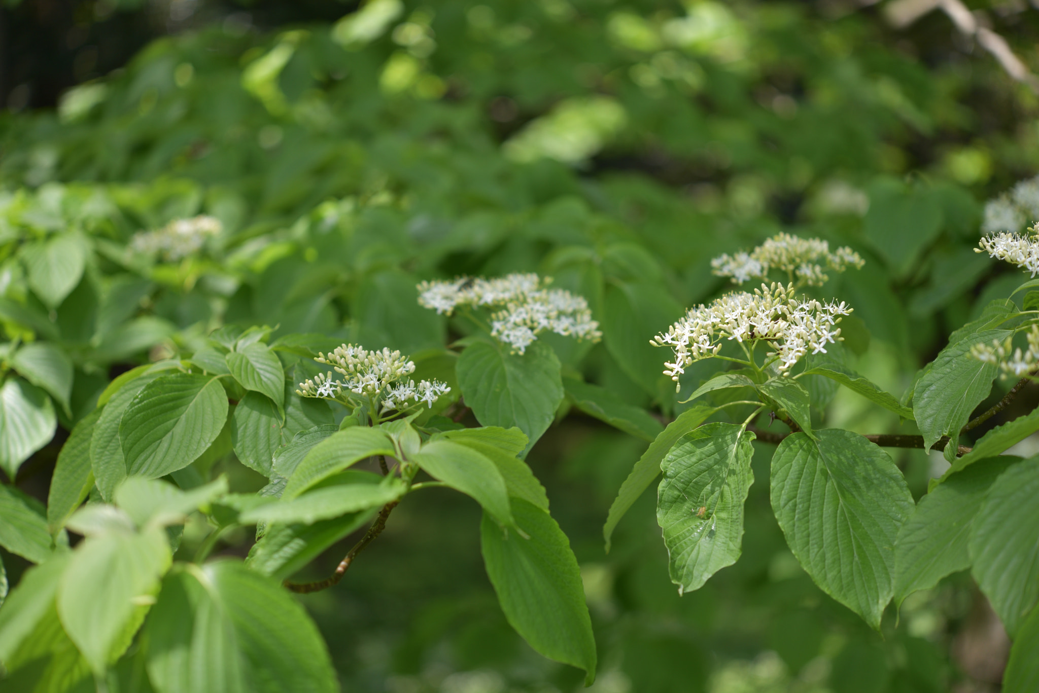 Nikon D750 + Nikon AF-S Micro-Nikkor 60mm F2.8G ED sample photo. ミズキ 白山・樹木公園 photography