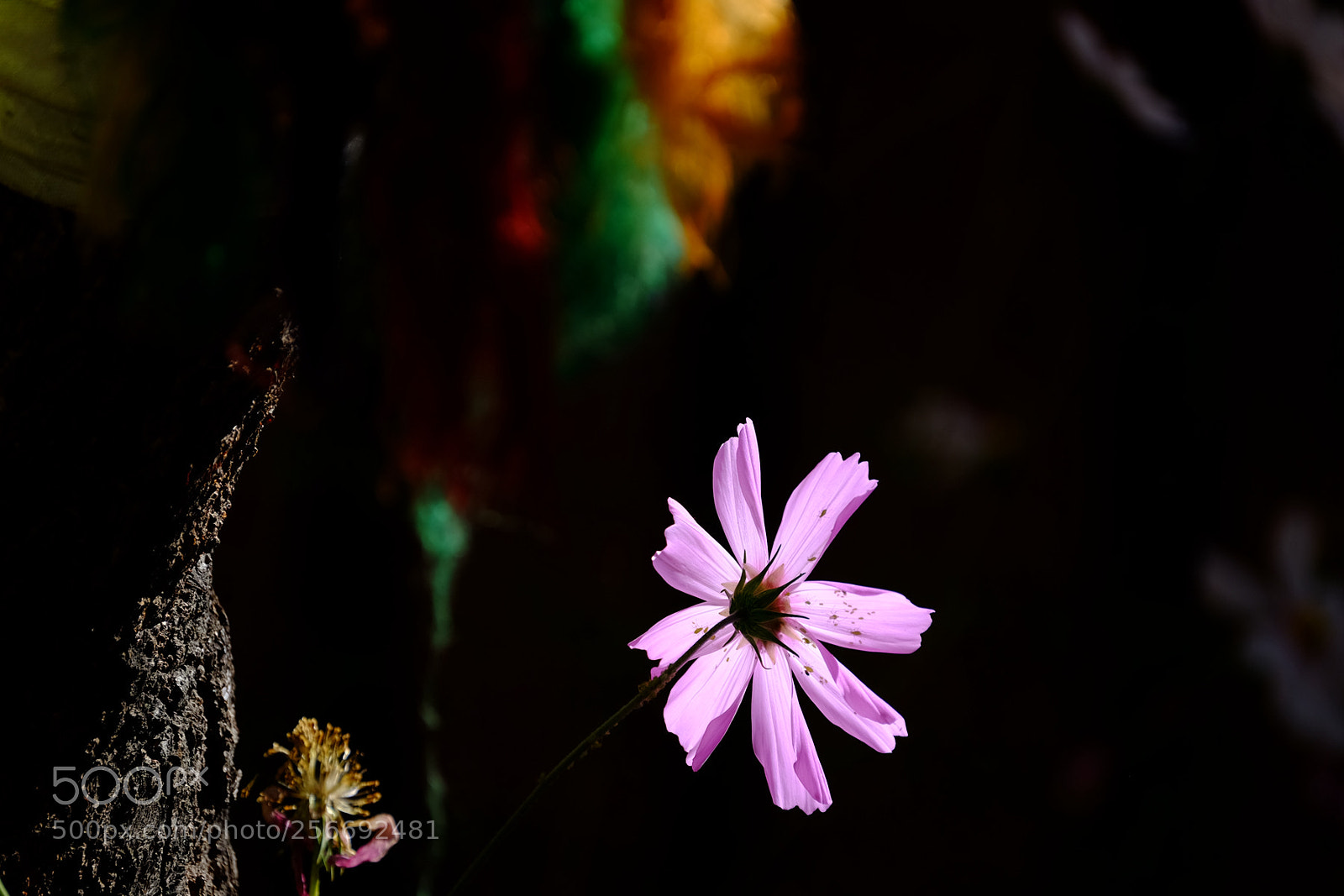 Fujifilm X-E2 sample photo. 西藏印象之四-珠峰东坡徒步 photography