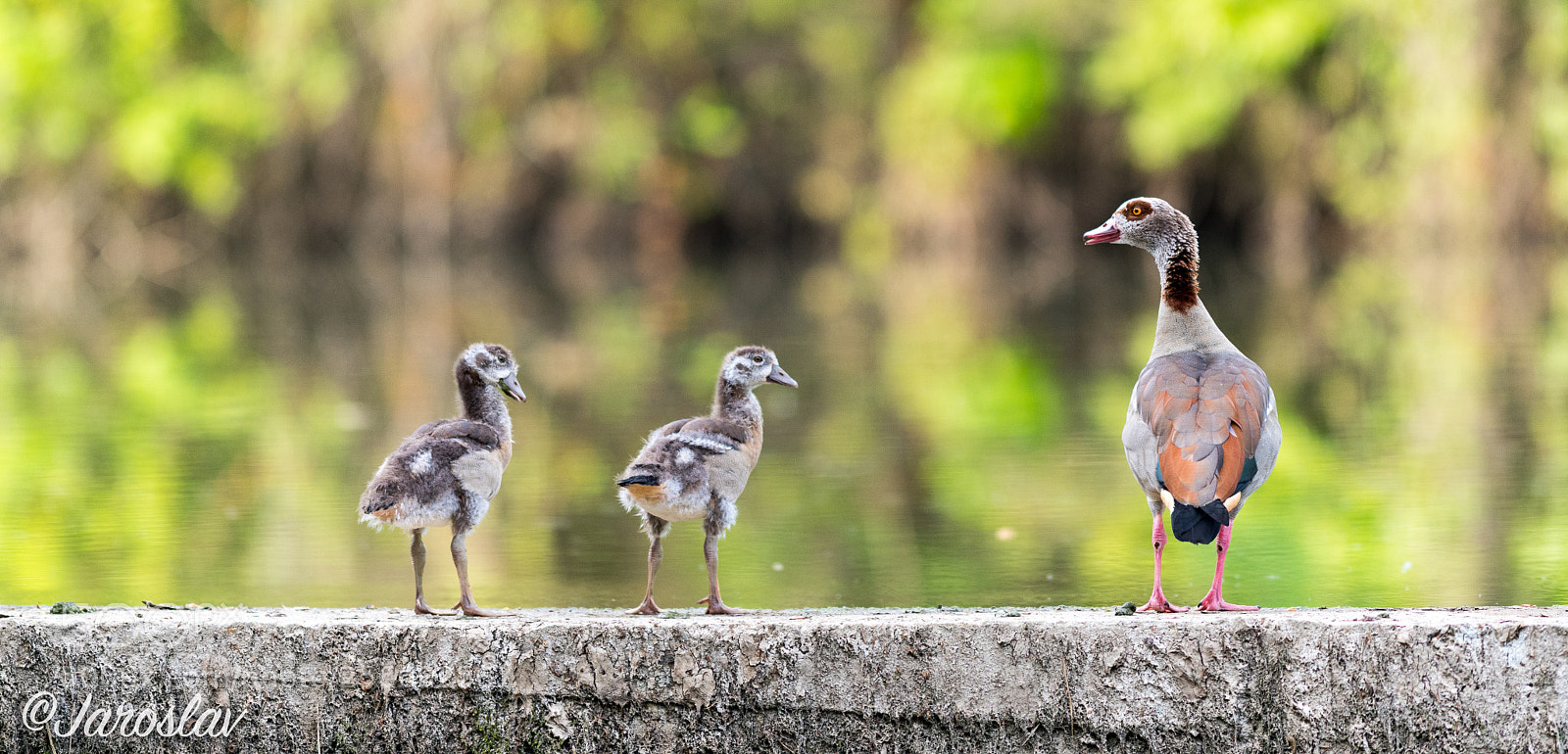 Nikon D500 sample photo. Family picture photography