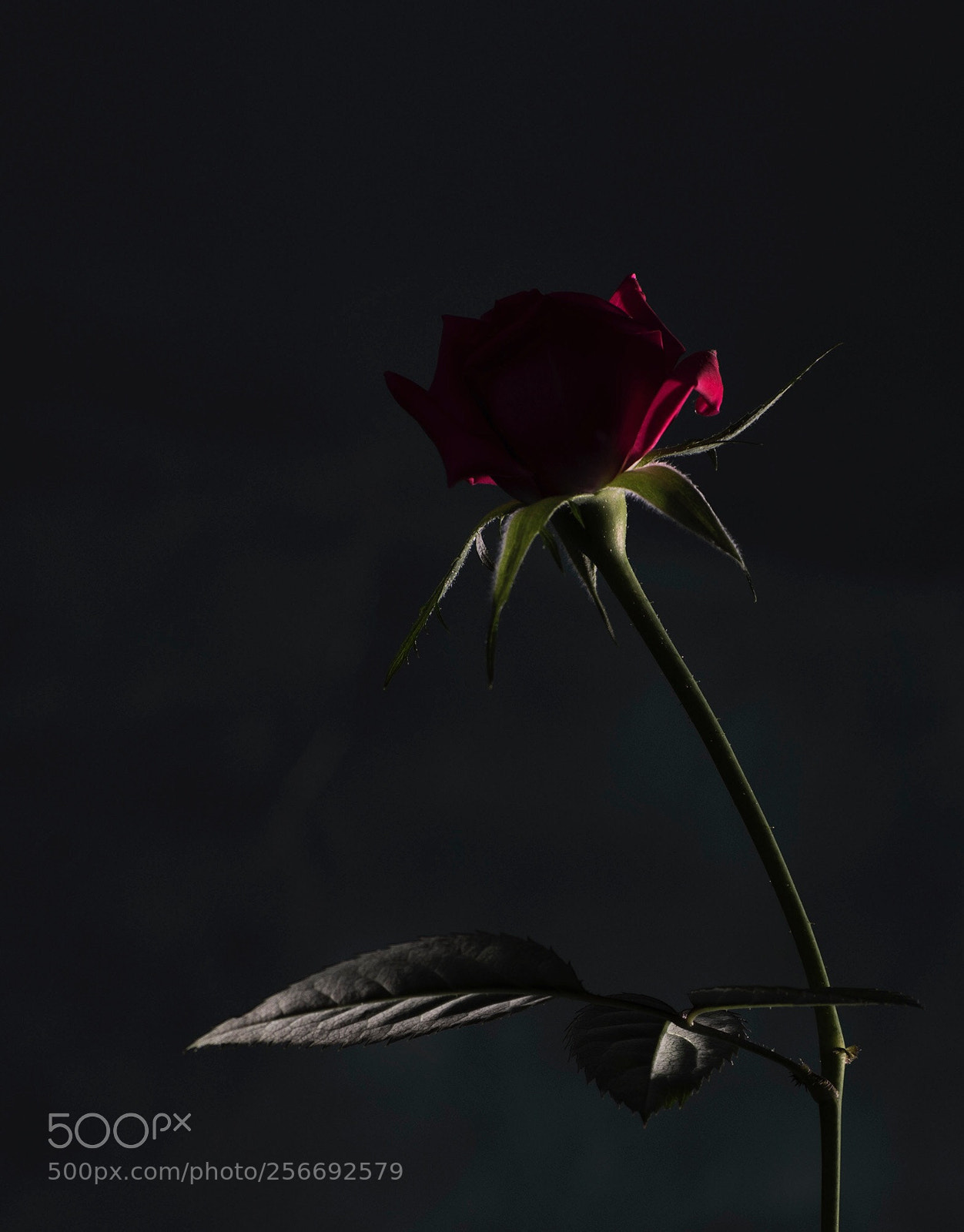 Nikon D7200 sample photo. Low key flower photography