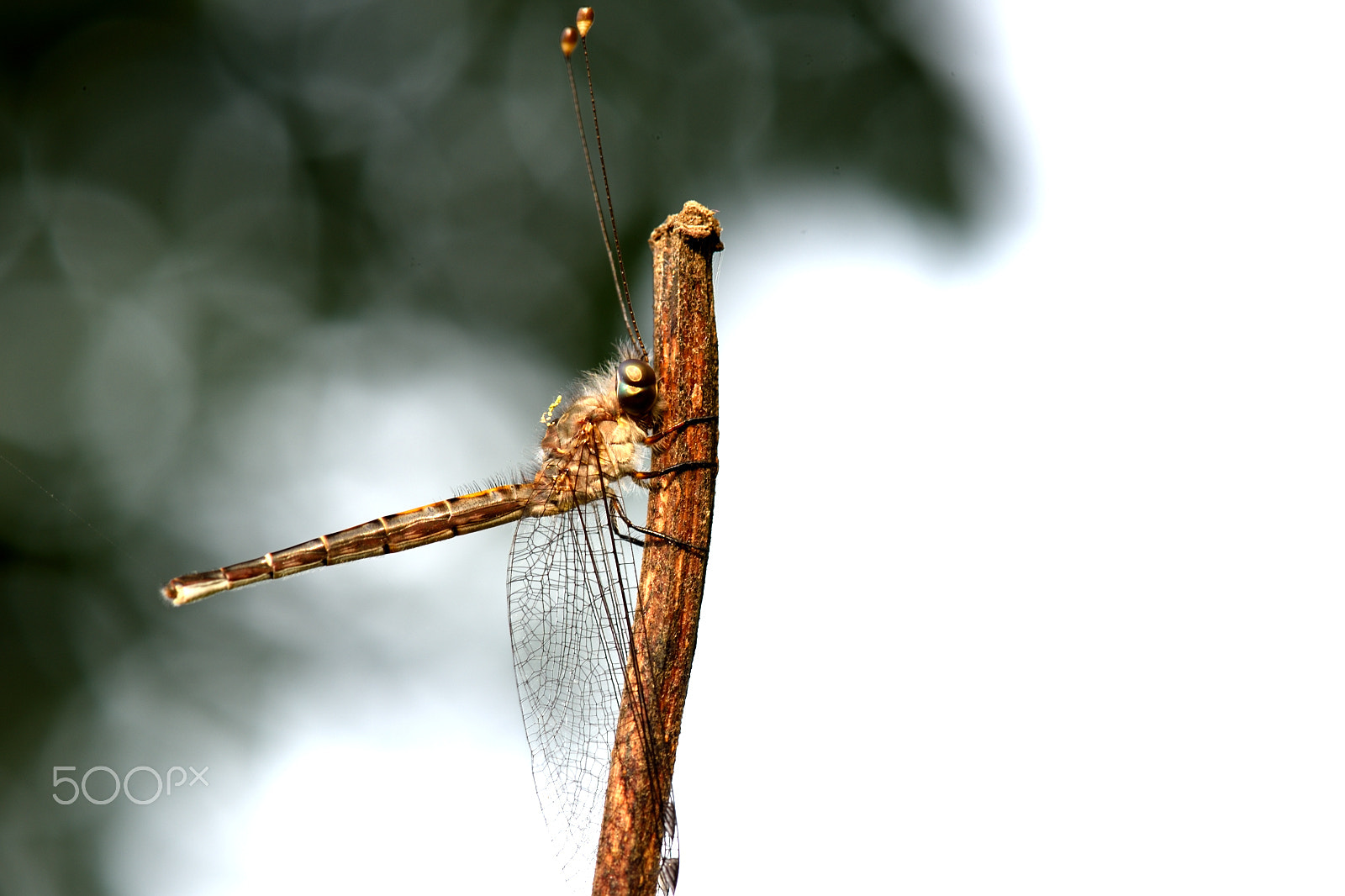 Nikon AF-S Micro-Nikkor 105mm F2.8G IF-ED VR sample photo. Dragonfly photography