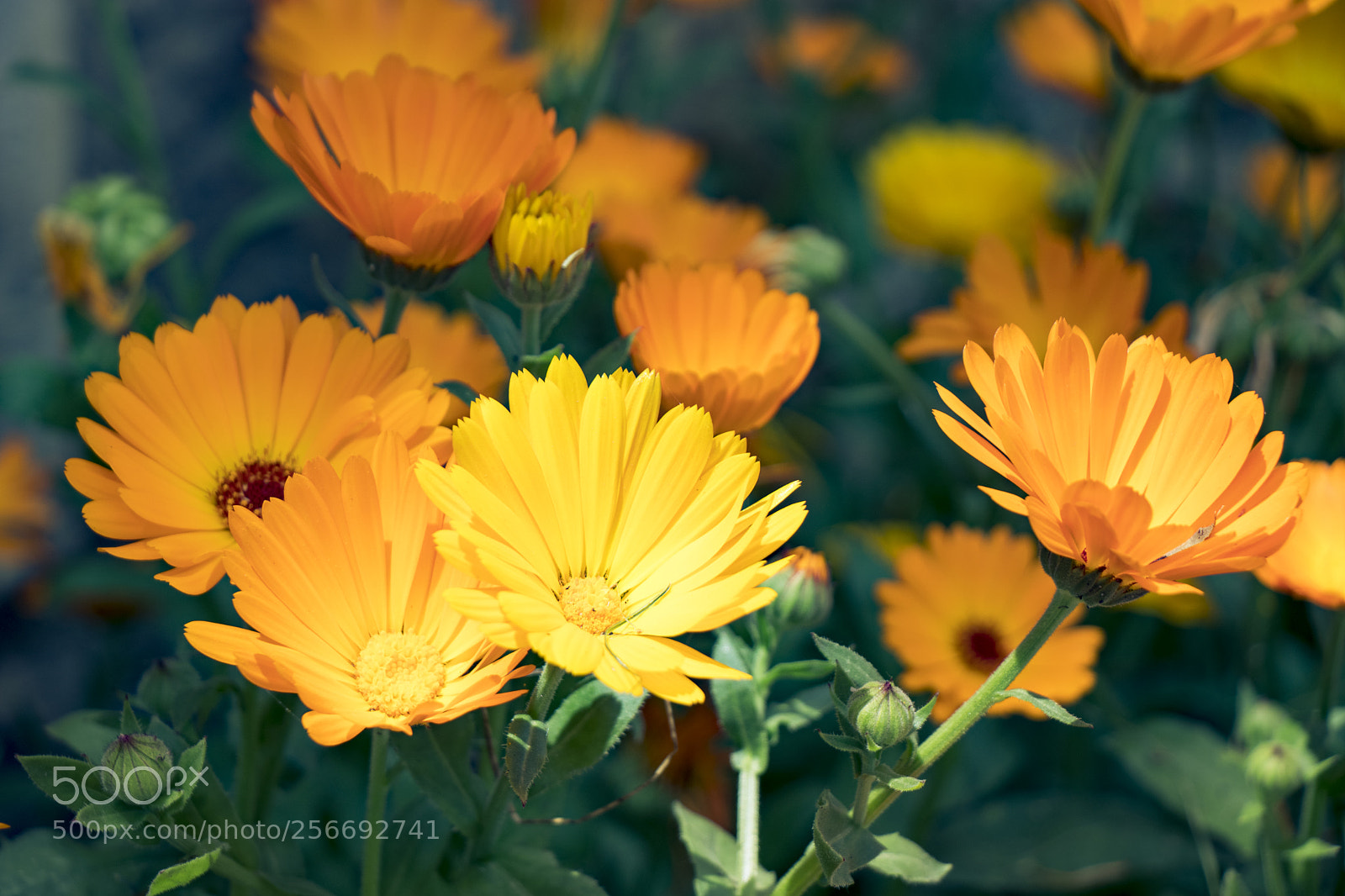 Canon EOS 80D sample photo. Transvaal daisy photography