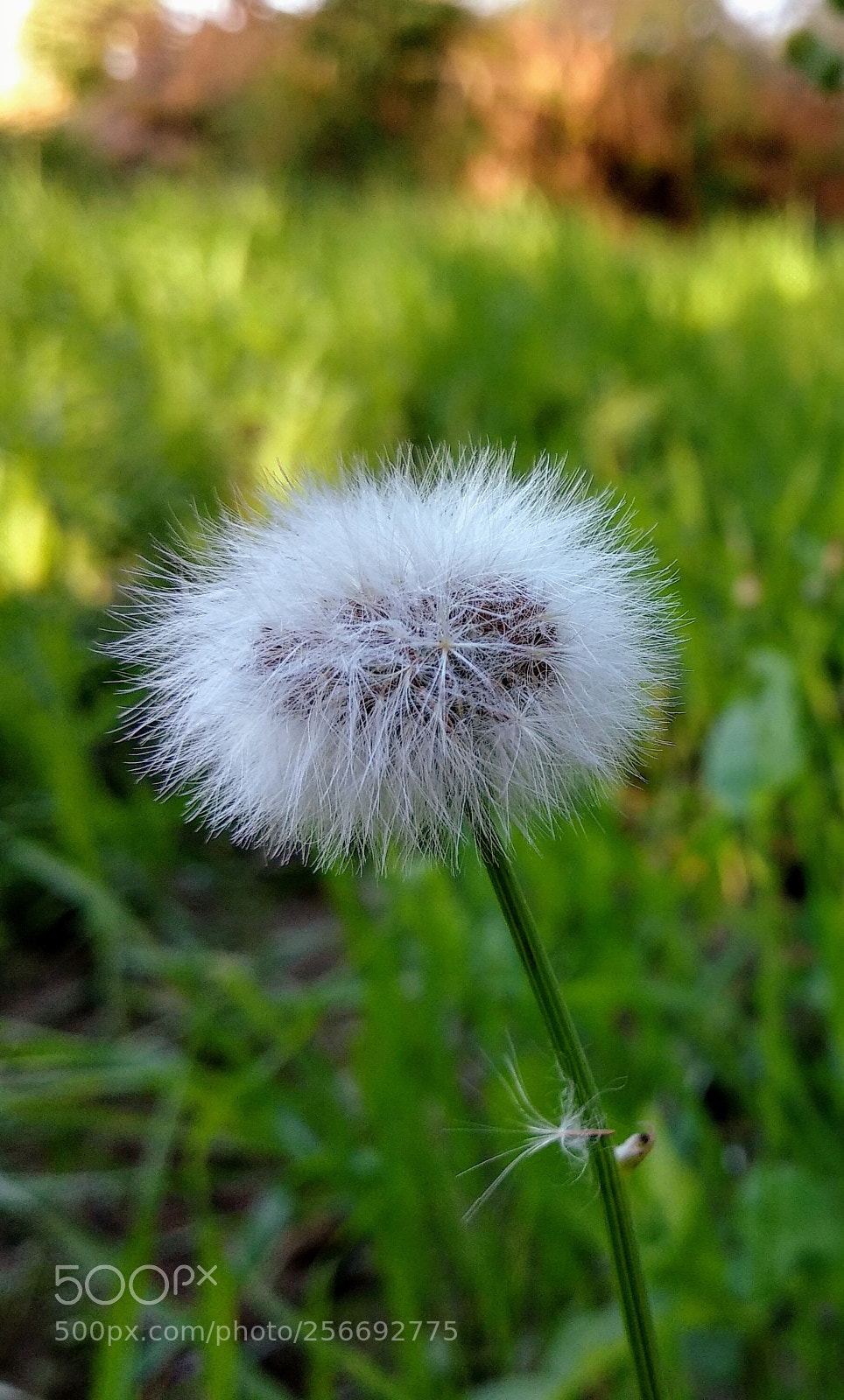 Xiaomi Mi A1 sample photo. Img_20180101_092531.jpg photography