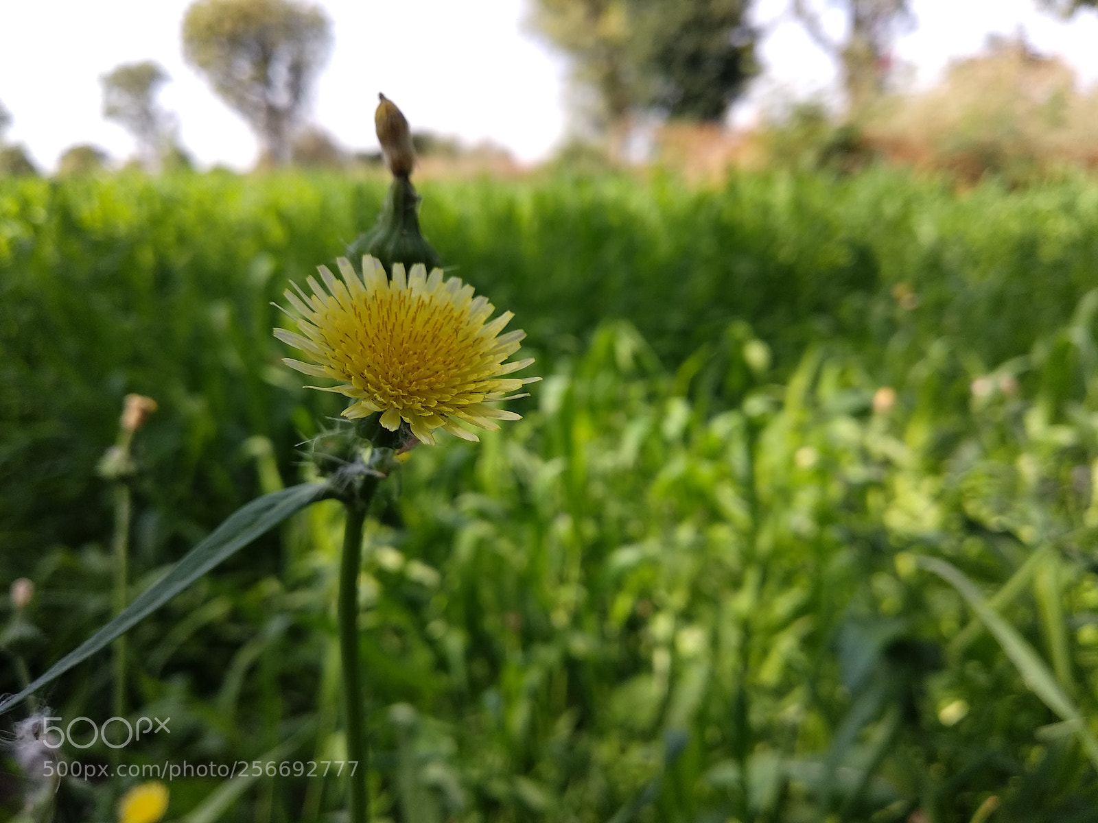 Xiaomi Mi A1 sample photo. Img_20180123_132358.jpg photography