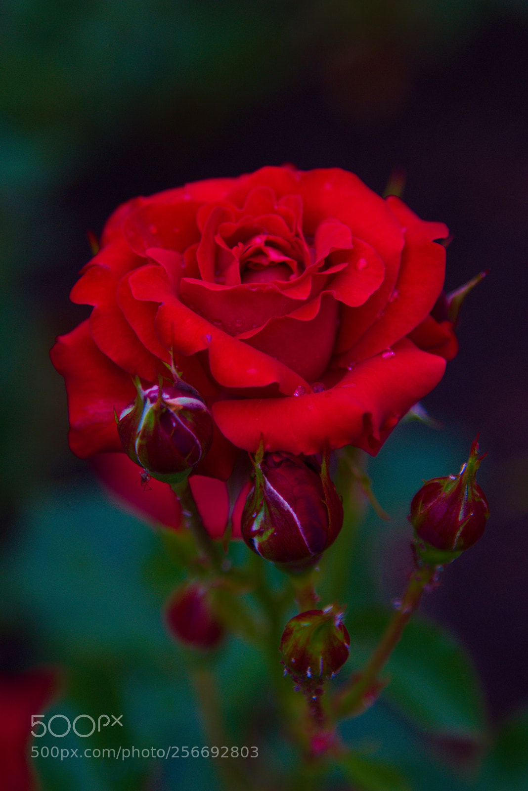Canon EOS 70D + Canon EF 24-105mm F4L IS USM sample photo. Img o photography