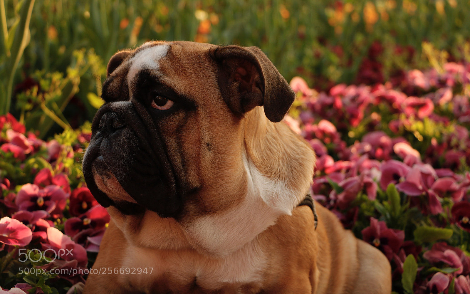 Canon EOS 80D sample photo. Untitled photography