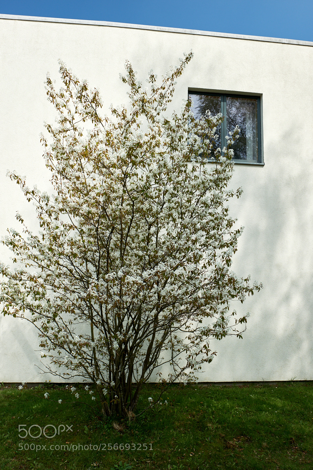Fujifilm X-T2 sample photo. White wall photography