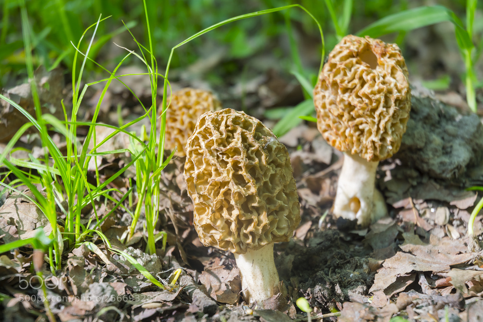 Nikon D7100 sample photo. Morels on the ground photography