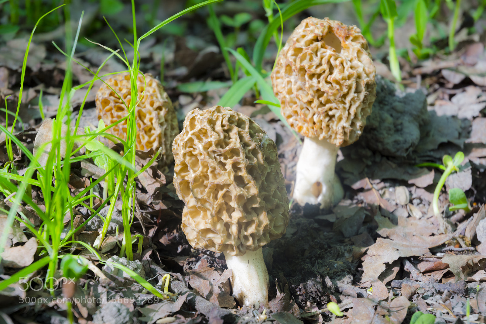 Nikon D7100 sample photo. Morels on the ground photography