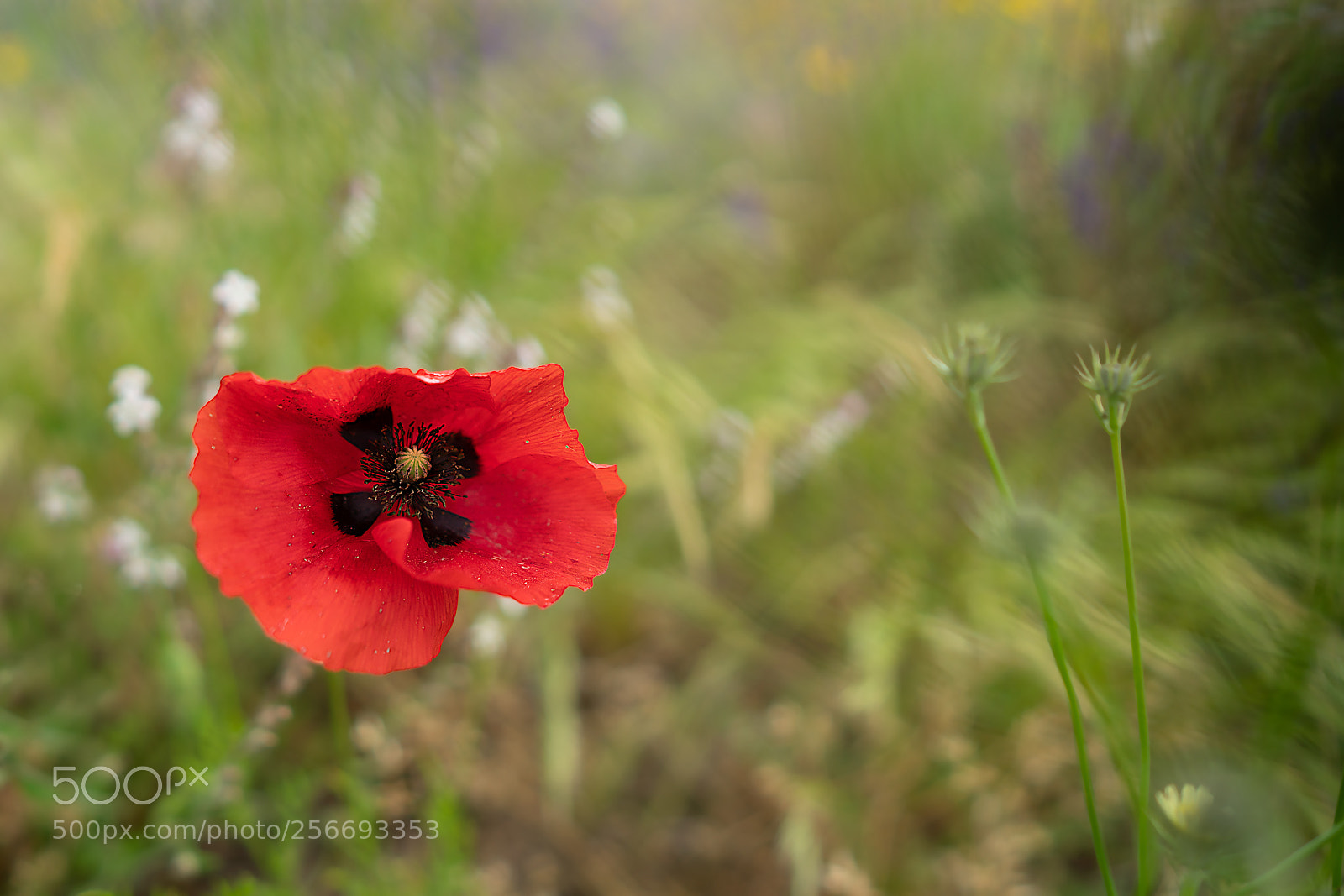 Sony a7R II sample photo. Poppy photography