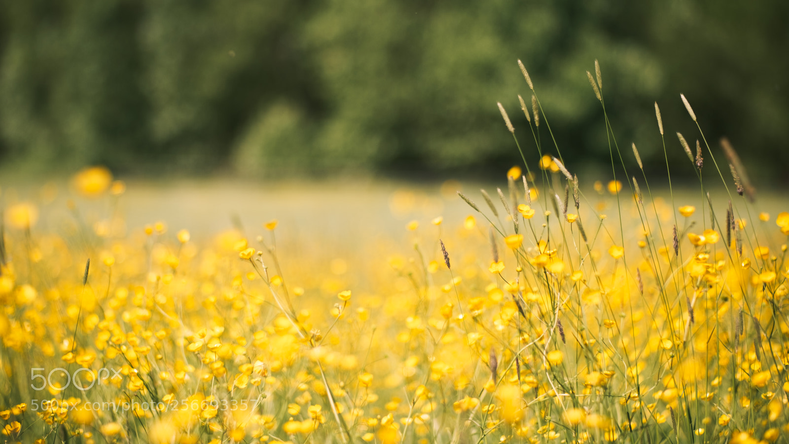 Fujifilm X-H1 sample photo. Natural energy photography
