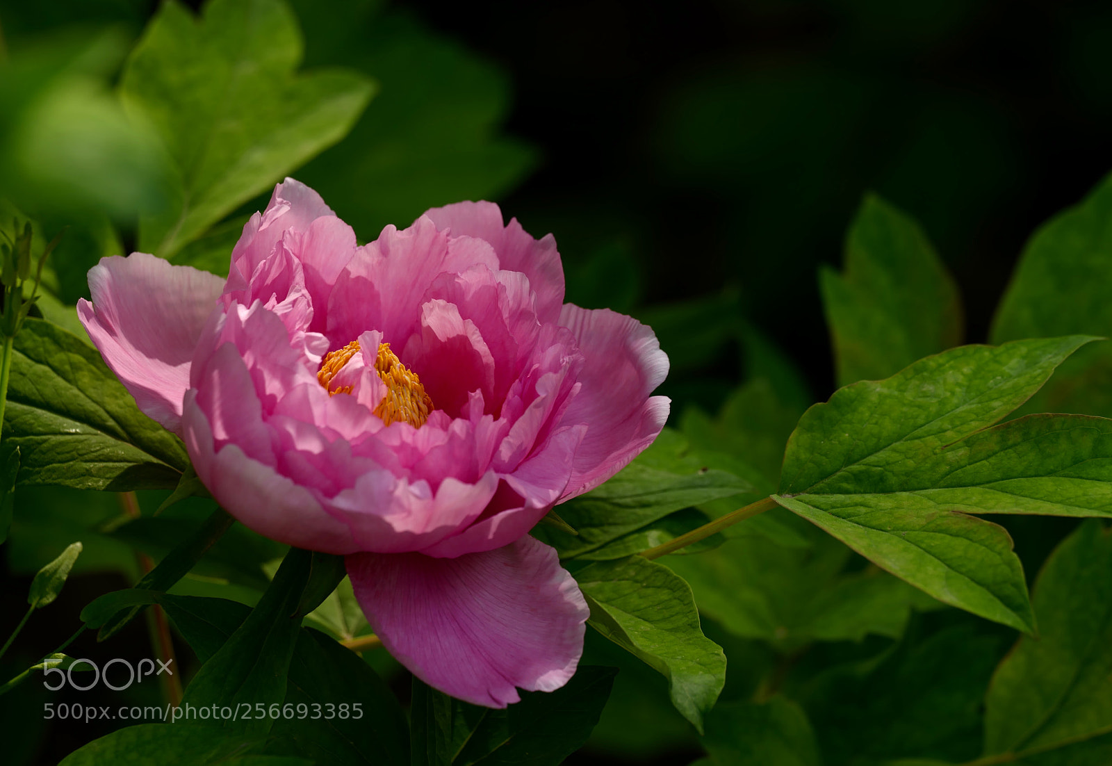 Leica SL (Typ 601) sample photo. Untitled photography