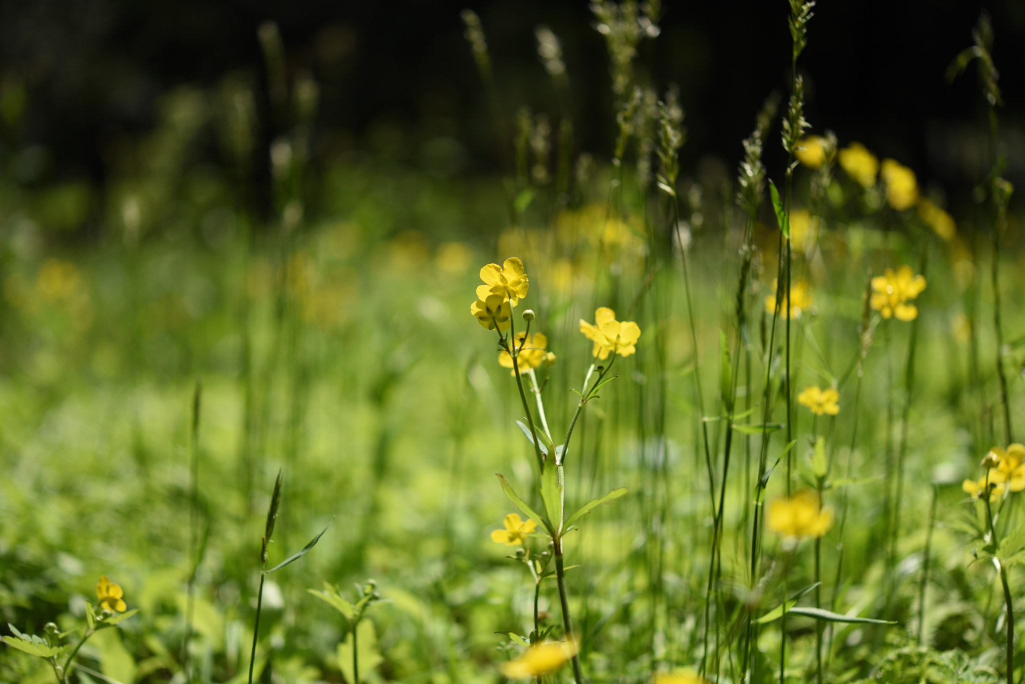 Nikon AF-S Micro-Nikkor 60mm F2.8G ED sample photo. ウマノアシガタ 白山・樹木公園 (2) photography