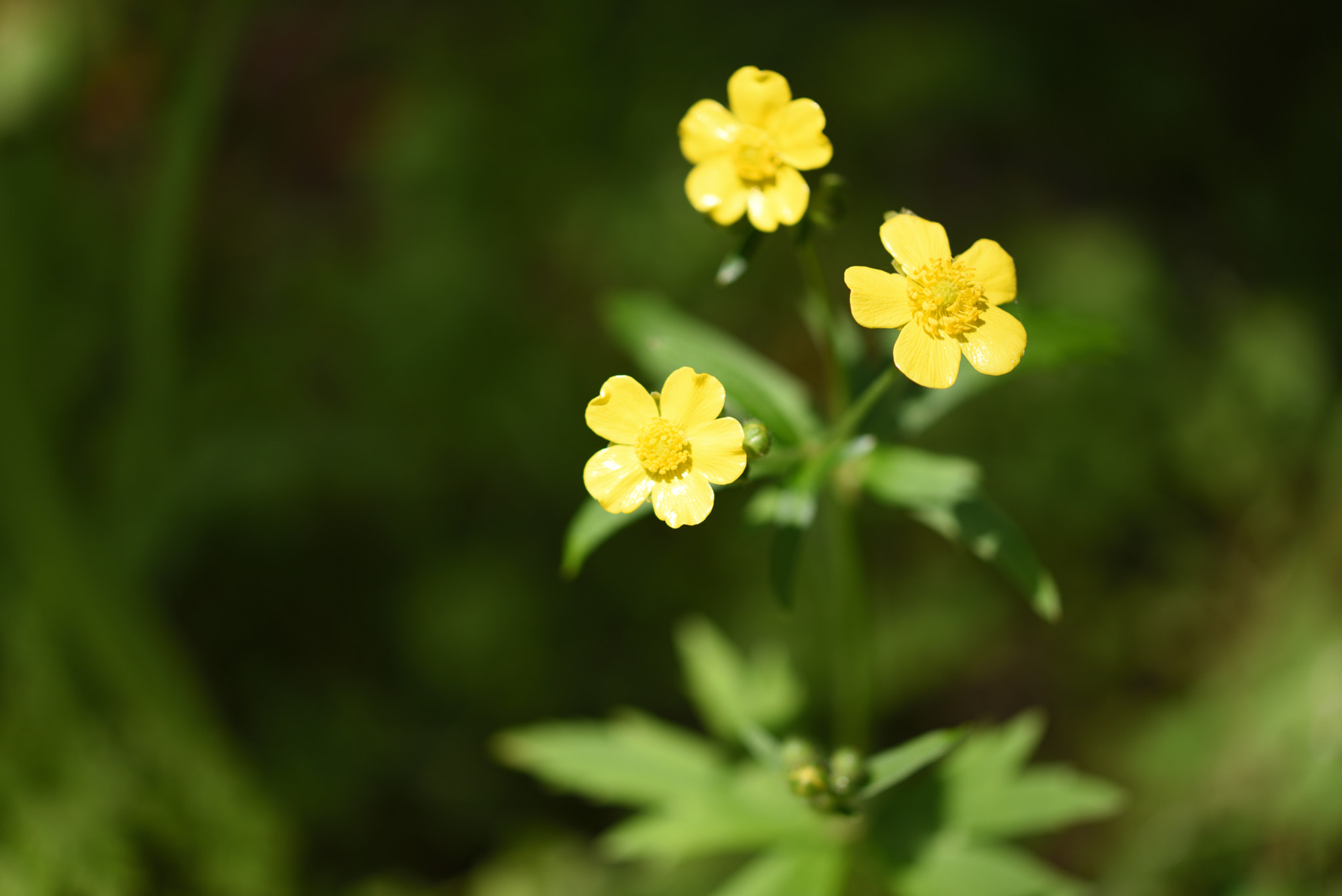 Nikon AF-S Micro-Nikkor 60mm F2.8G ED sample photo. ウマノアシガタ 白山・樹木公園 photography