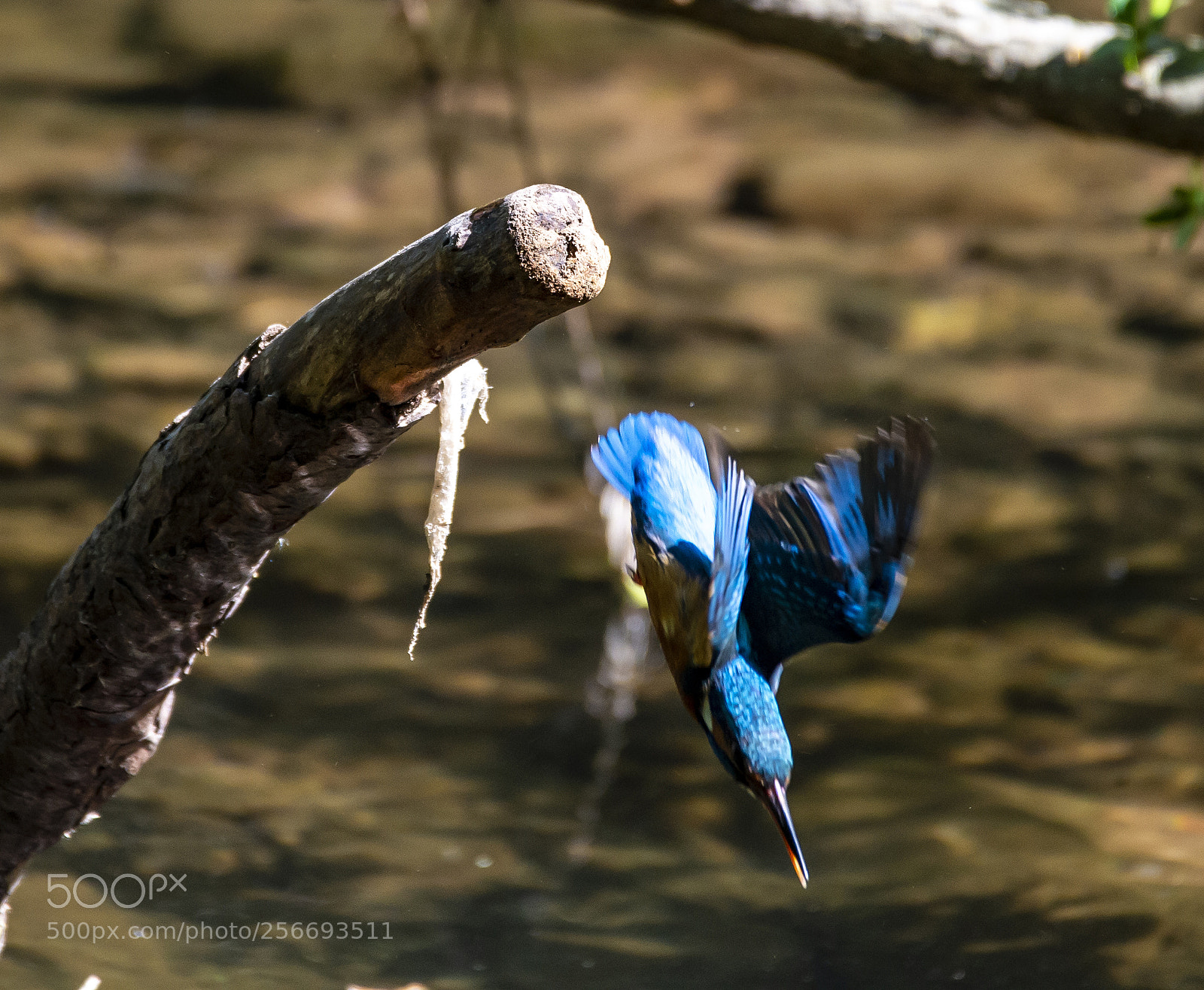 Nikon D4 sample photo. Kingfisher - nosedive photography