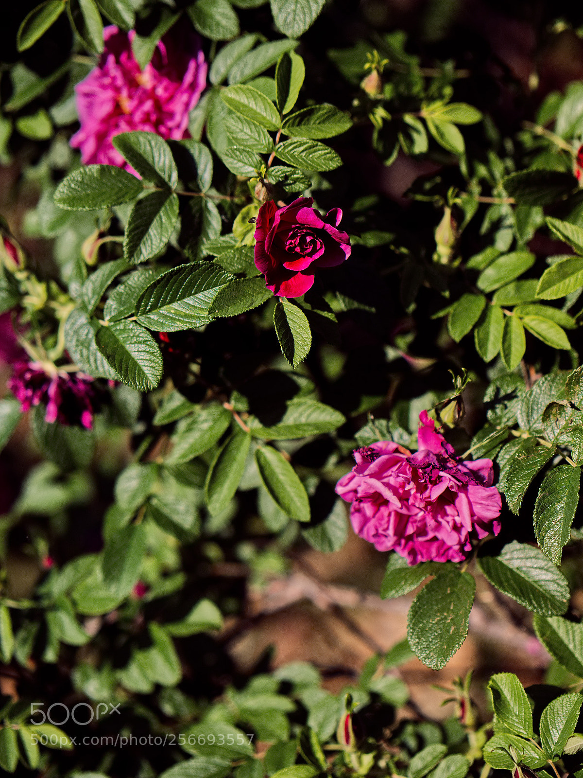 Panasonic Lumix DC-GH5 sample photo. Le printemps dans la photography