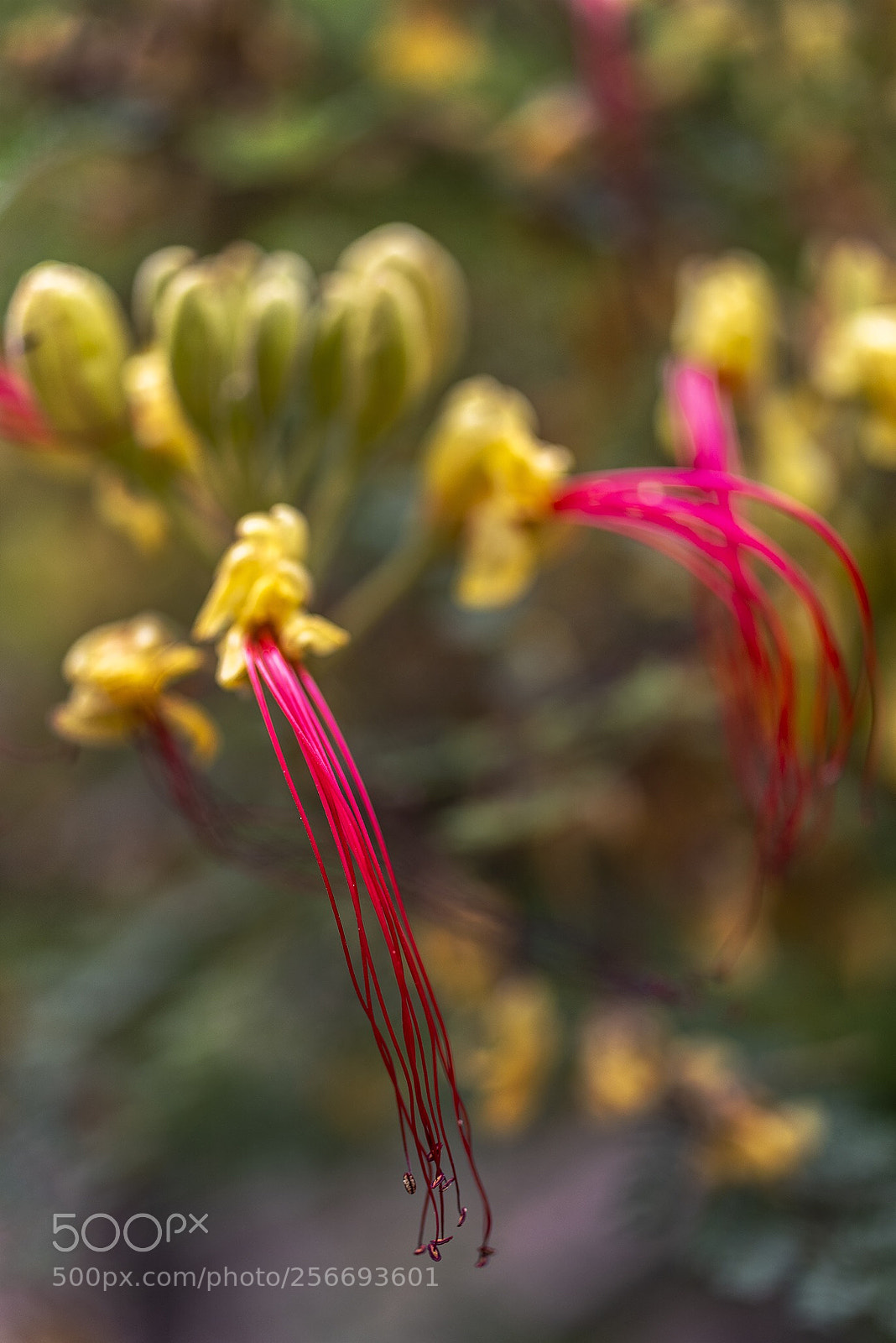 Pentax K-1 sample photo. Tendrils  photography