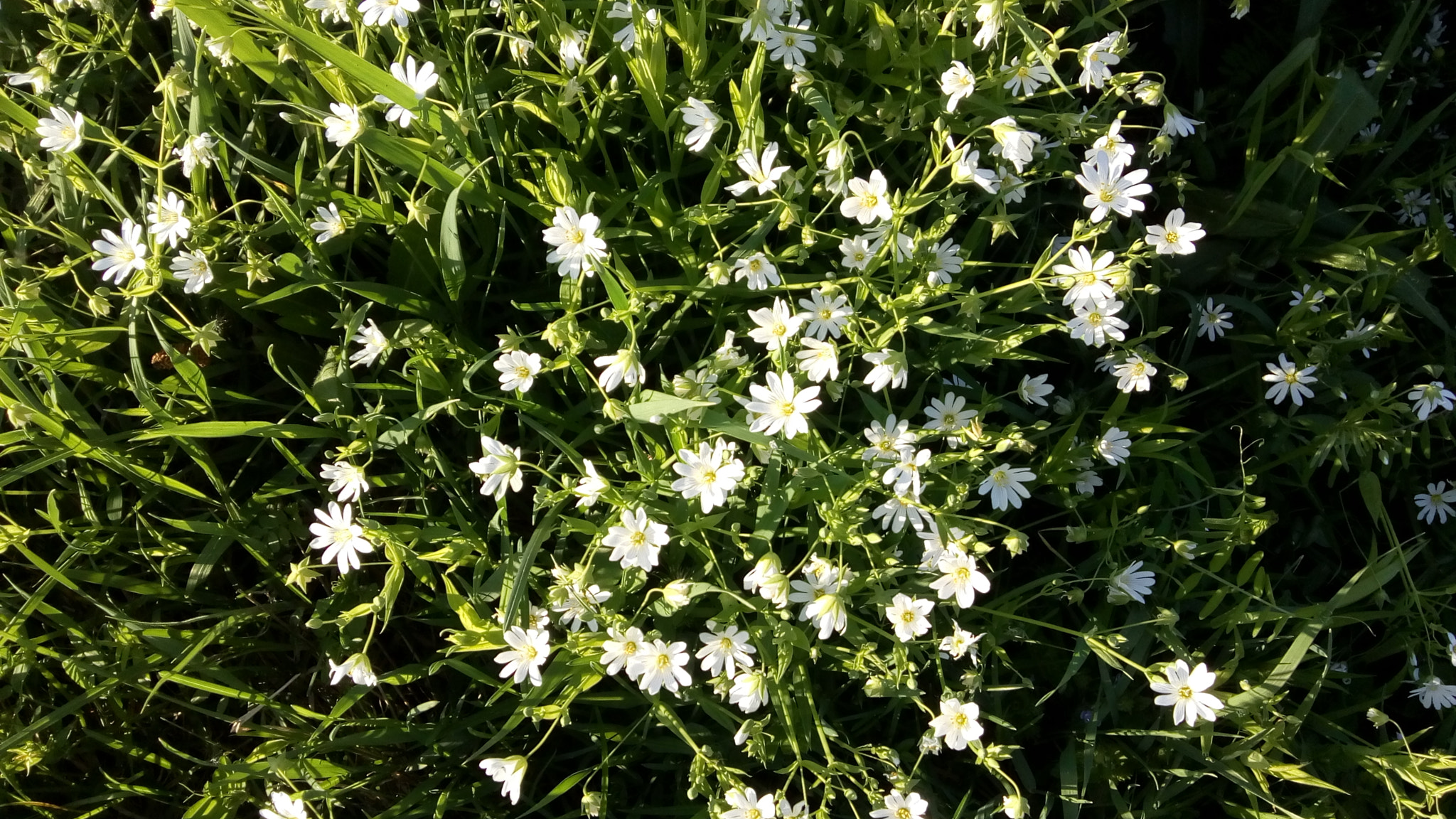 Lenovo VIBE K10 sample photo. Flowers photography
