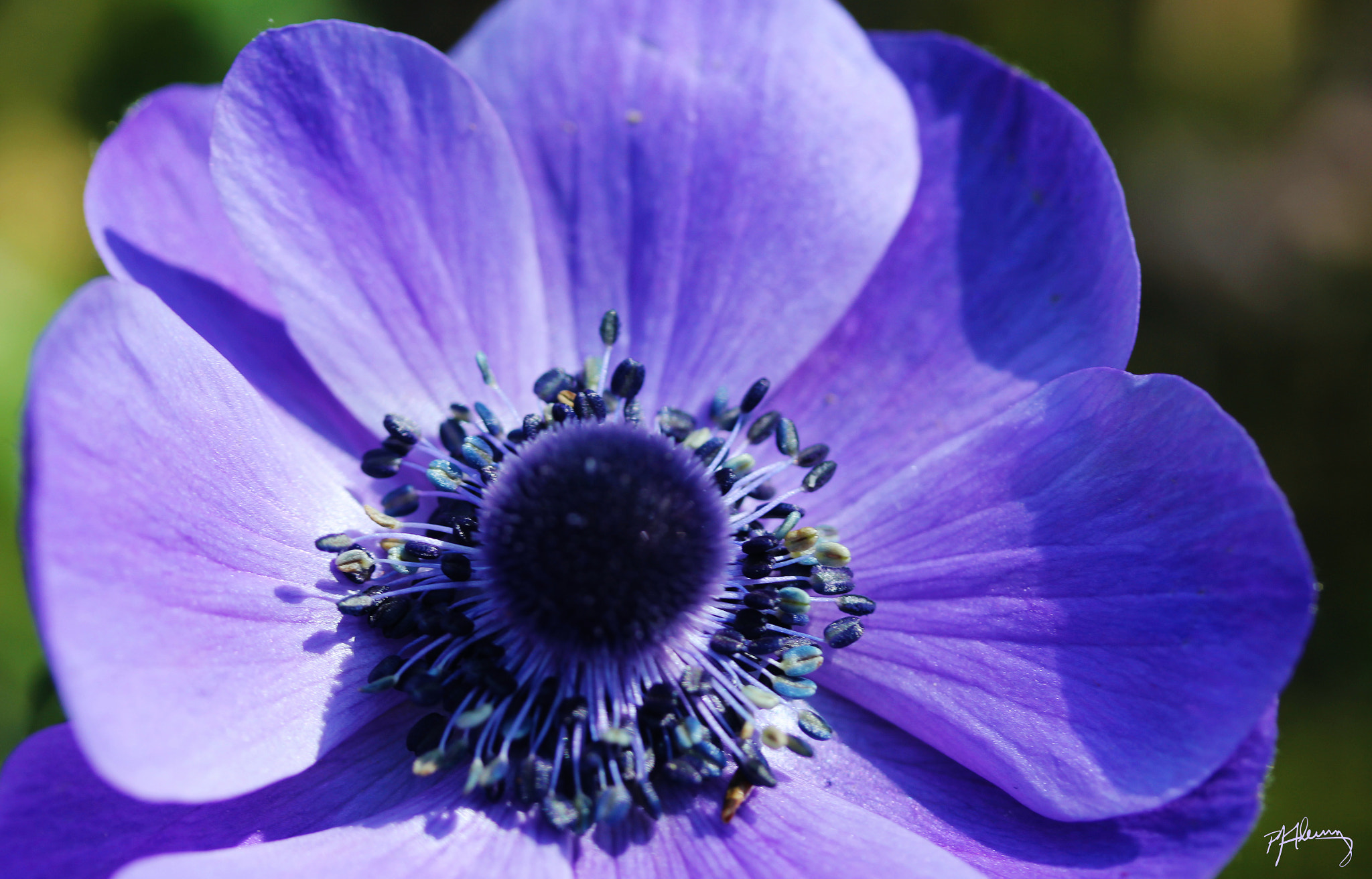 Canon EOS 550D (EOS Rebel T2i / EOS Kiss X4) sample photo. Velvety violet photography
