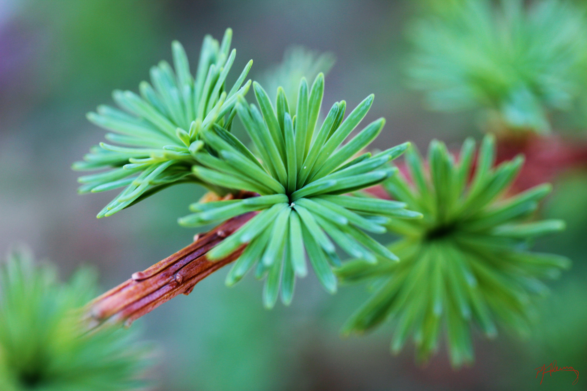 Canon EOS 550D (EOS Rebel T2i / EOS Kiss X4) sample photo. New growth photography