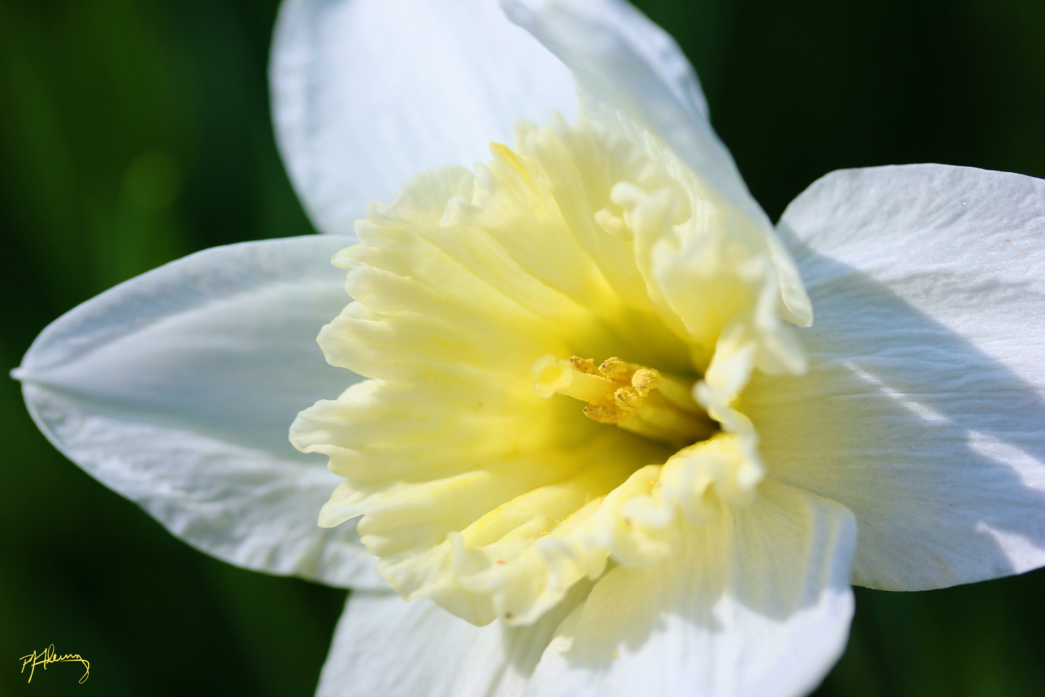 Canon EOS 550D (EOS Rebel T2i / EOS Kiss X4) sample photo. Daffodil photography