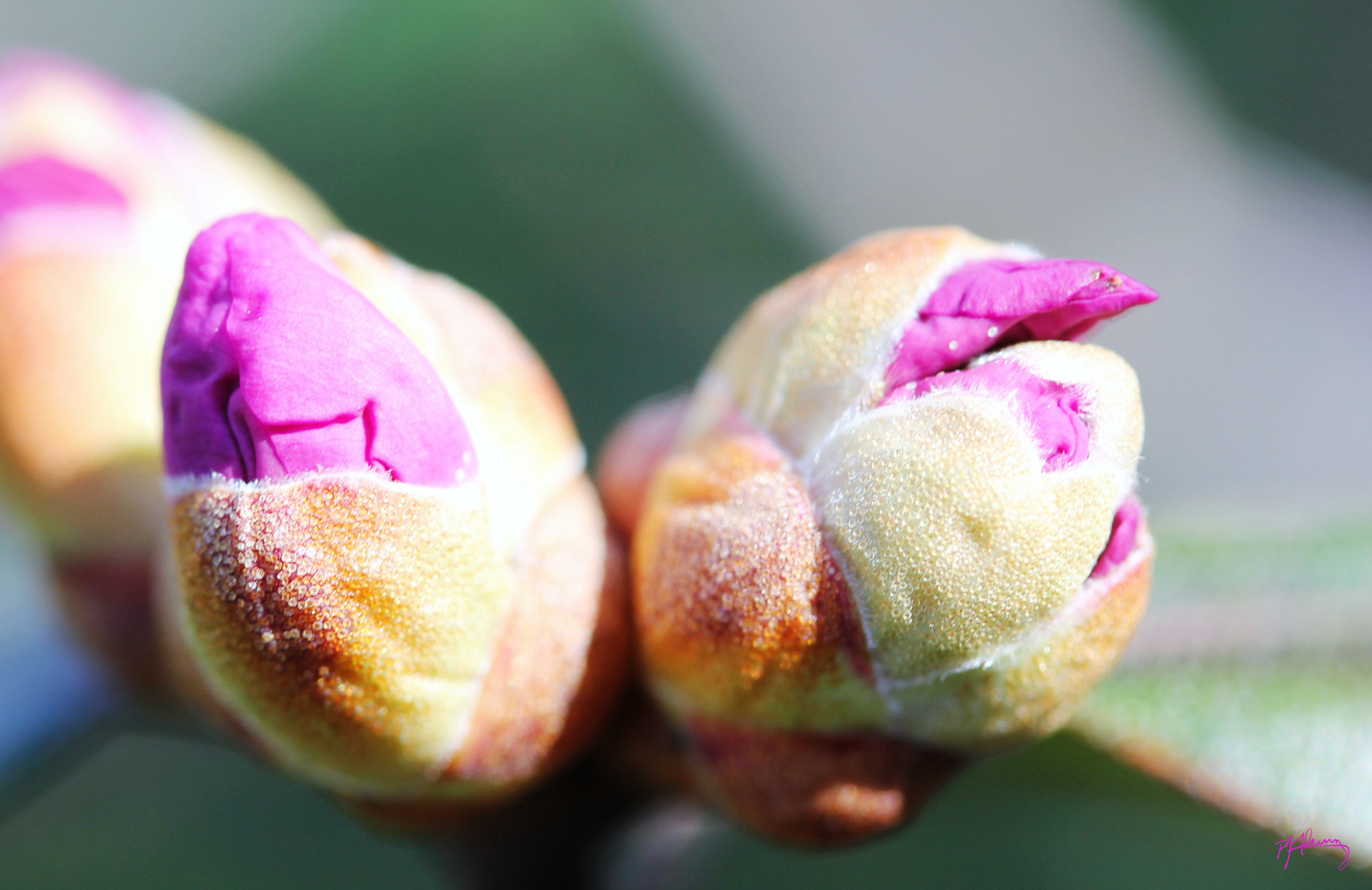Canon EOS 550D (EOS Rebel T2i / EOS Kiss X4) sample photo. Rhododendron buds photography