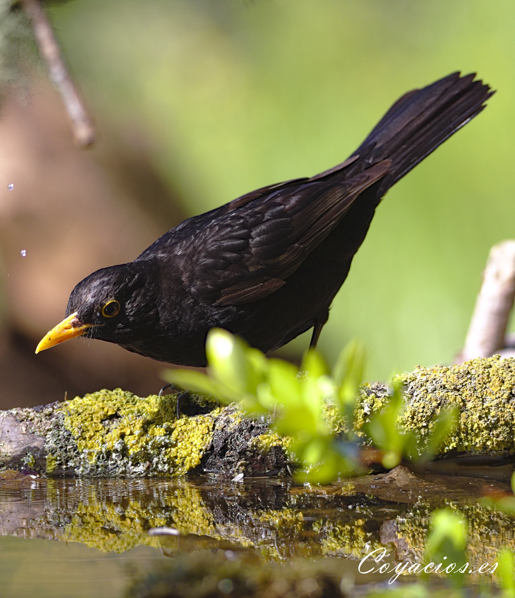 Canon EOS 7D Mark II sample photo. Mirlo común (turdus merula) photography