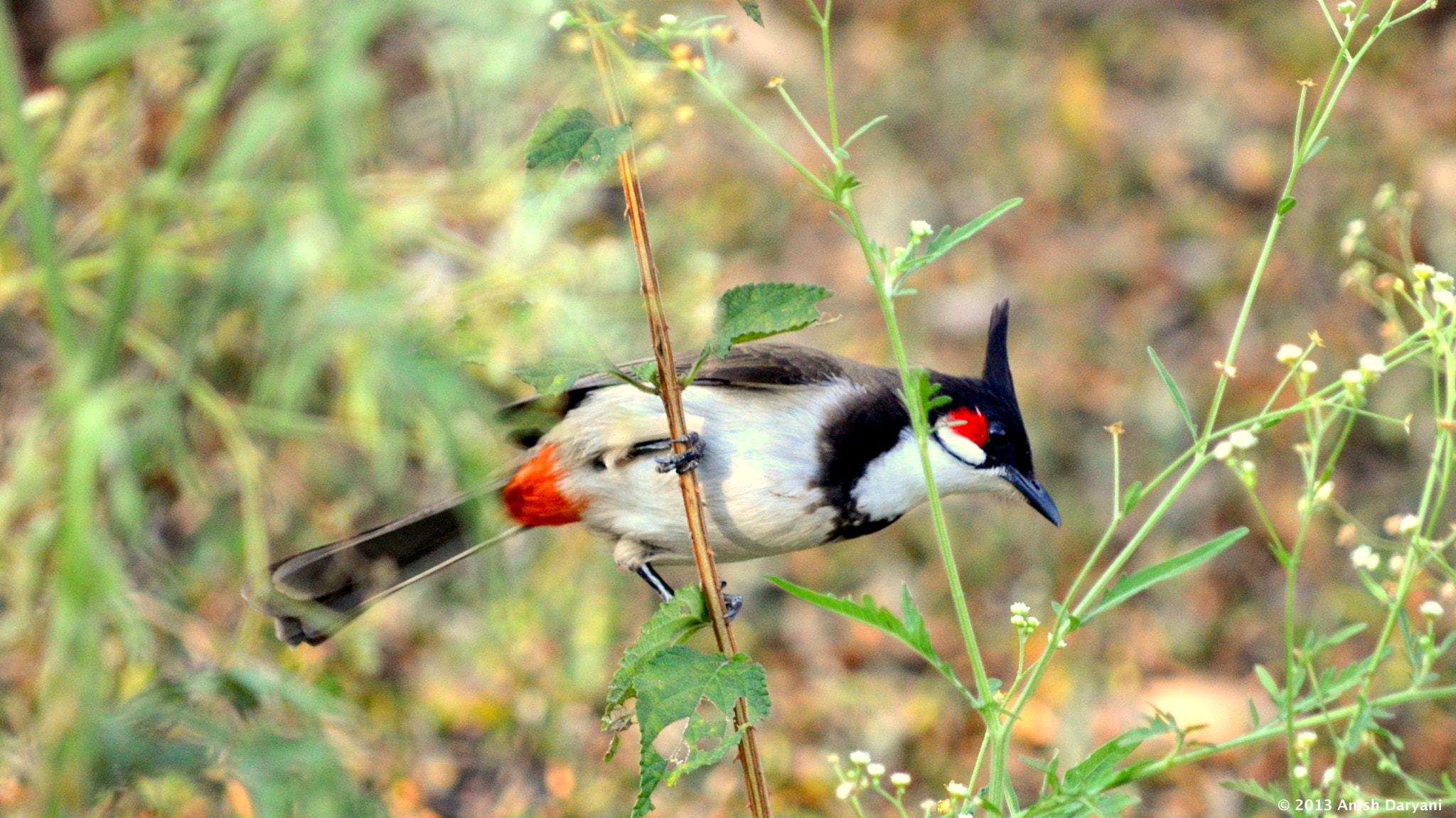 Nikon D5100 sample photo. Red cheeked bulbul photography