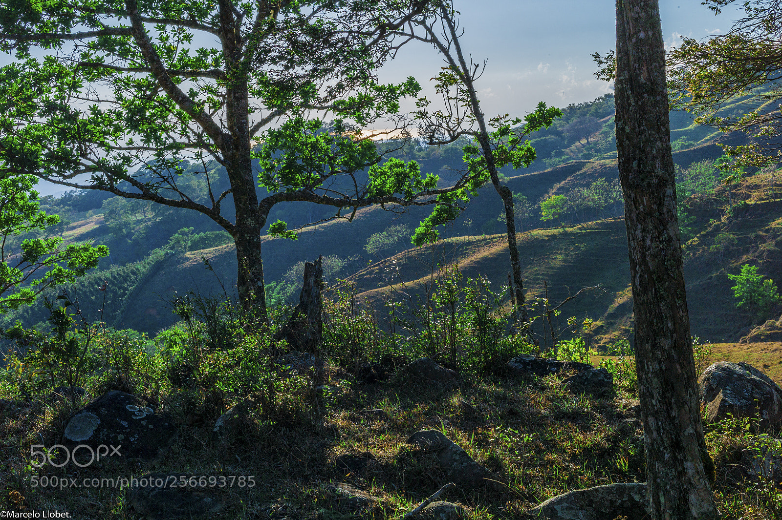 Leica M9 sample photo. Finca libertad pura- l1000154 photography