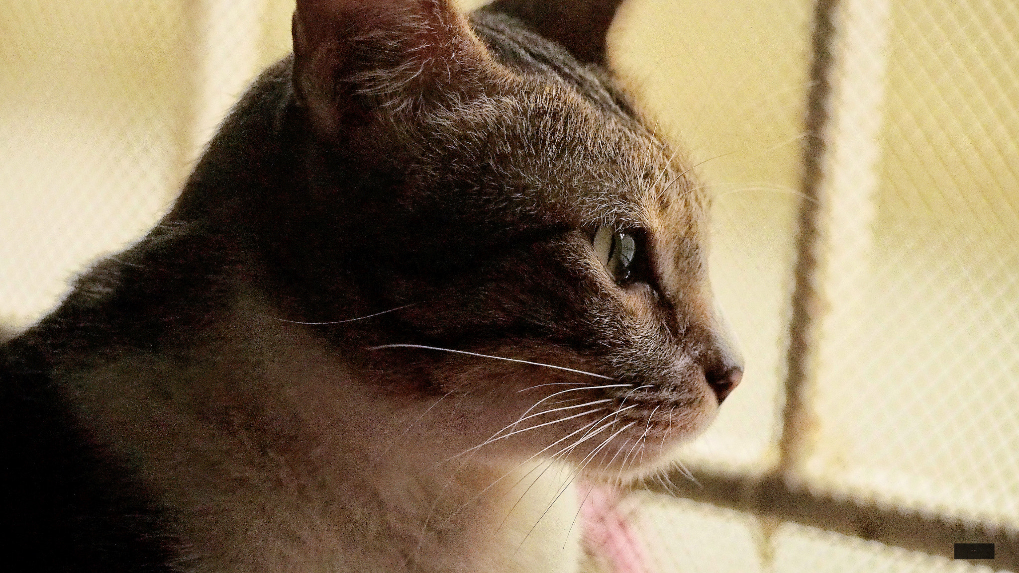 Olympus PEN E-PL6 sample photo. My cat pet :d photography