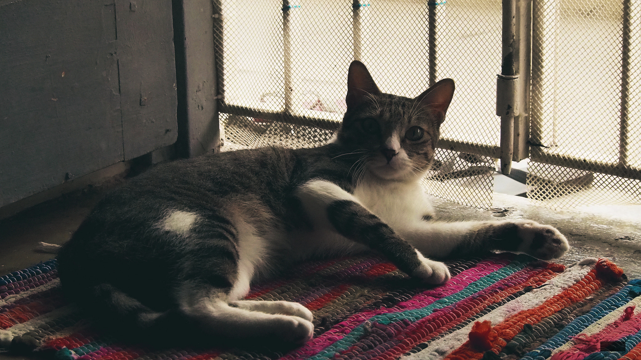 Olympus PEN E-PL6 sample photo. My cat pet :d photography