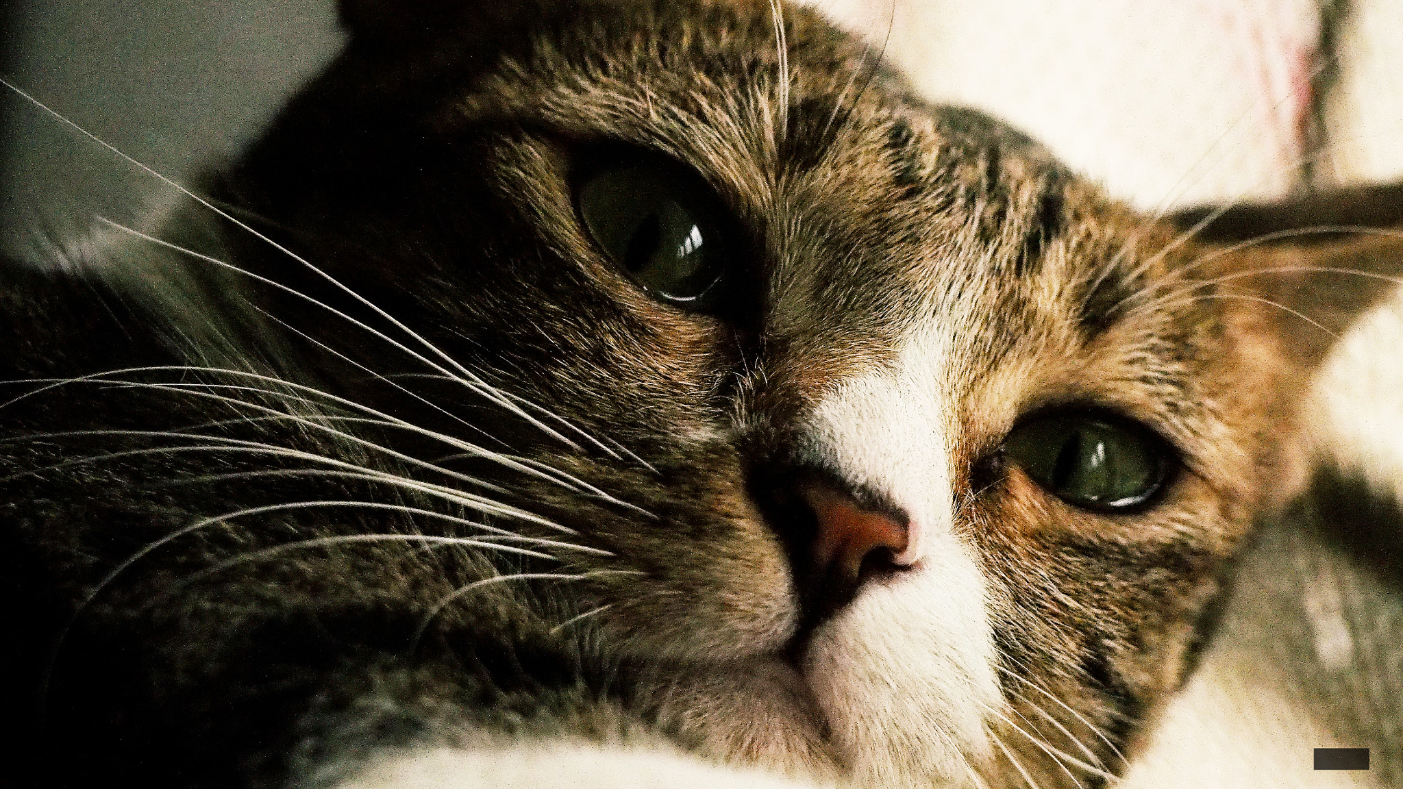 Olympus PEN E-PL6 sample photo. My cat pet :d photography