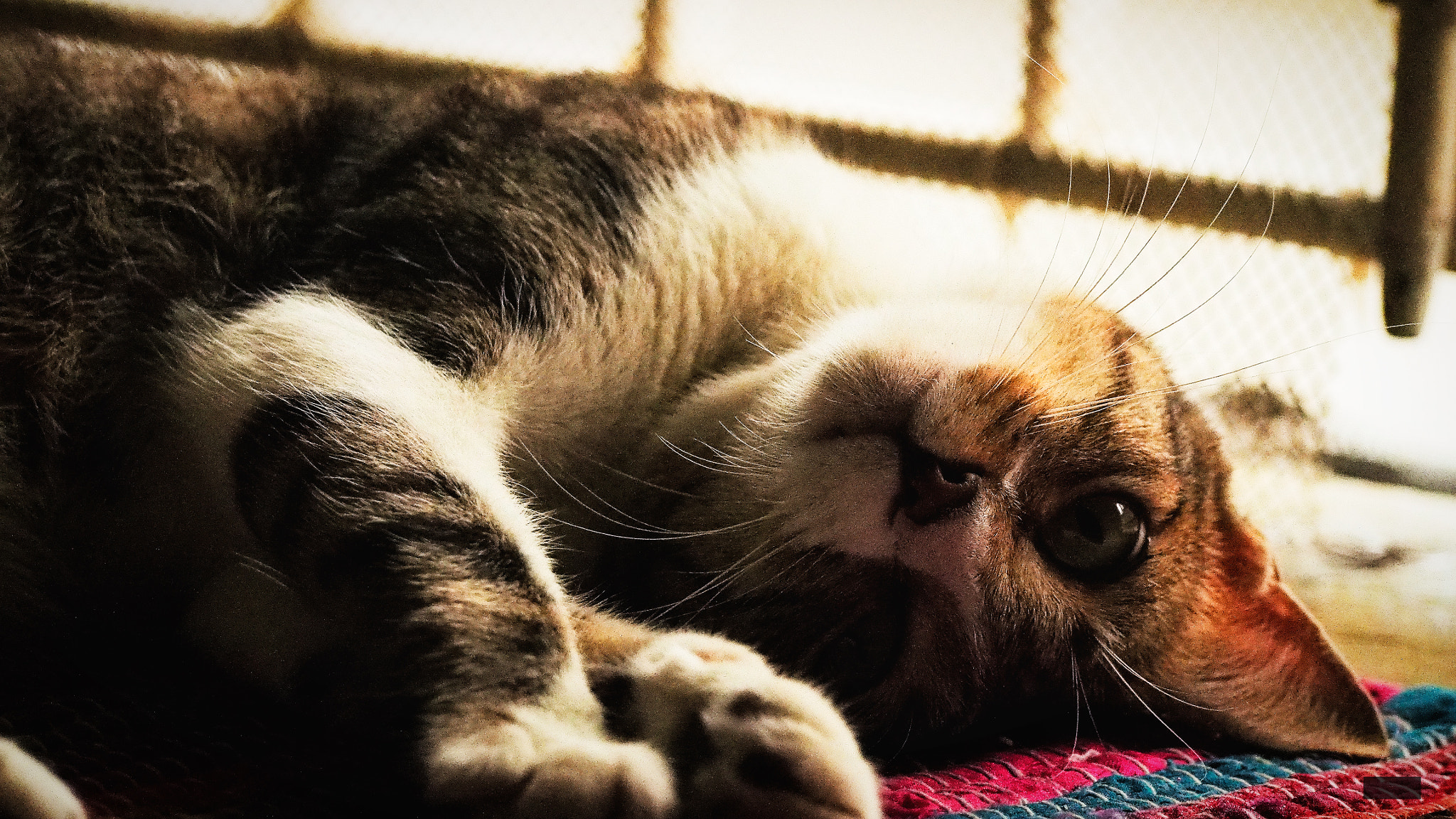 Olympus PEN E-PL6 sample photo. My cat pet :d photography