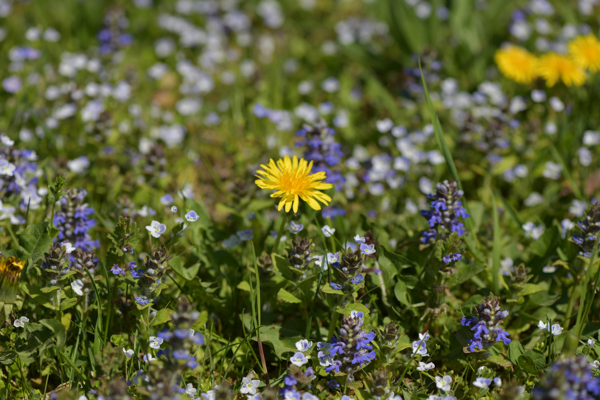 Nikon AF-S Micro-Nikkor 105mm F2.8G IF-ED VR sample photo. Blumenwiese in st.jakob photography