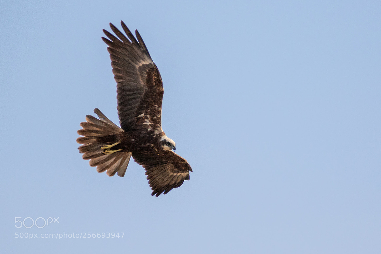 Canon EOS 7D Mark II sample photo. Western marsh harrier female photography