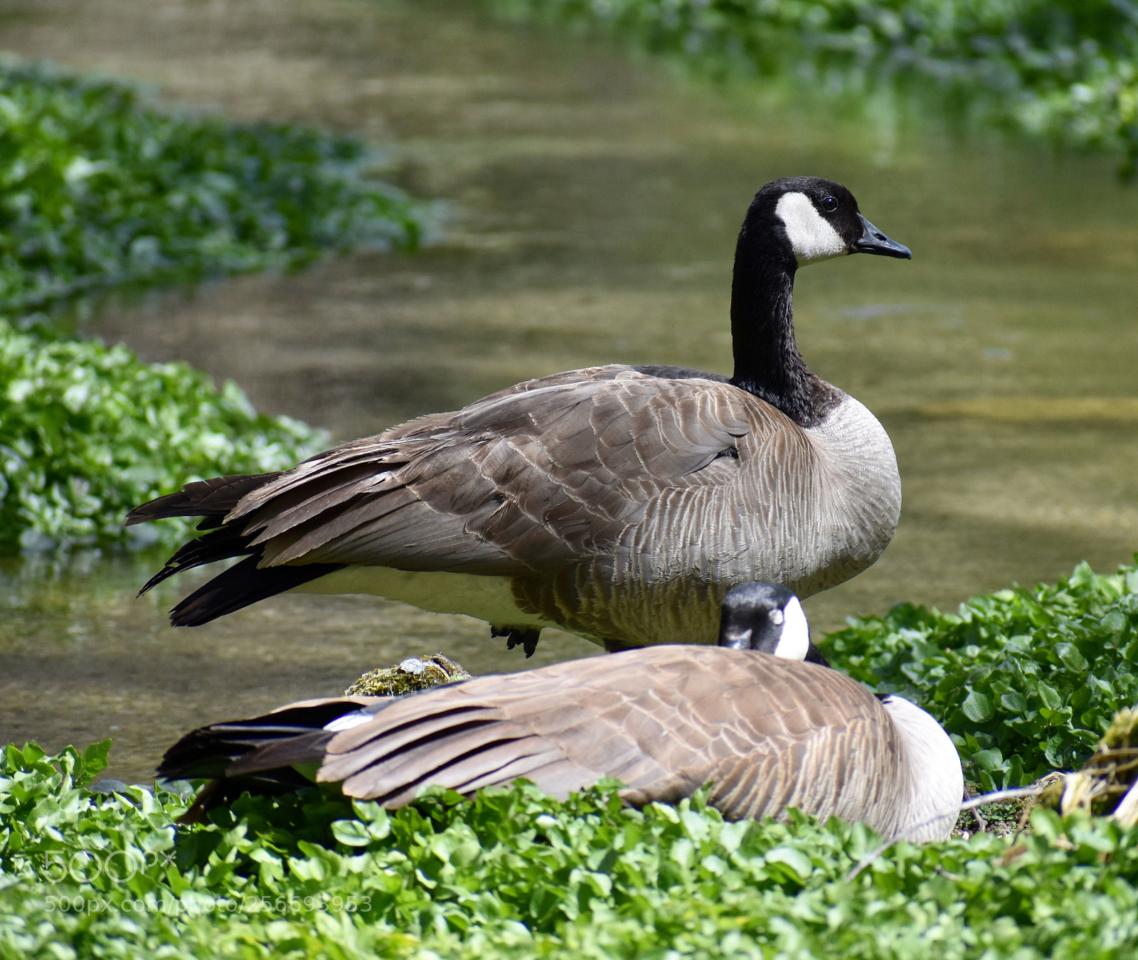 Nikon D3400 sample photo. Time for a nap photography